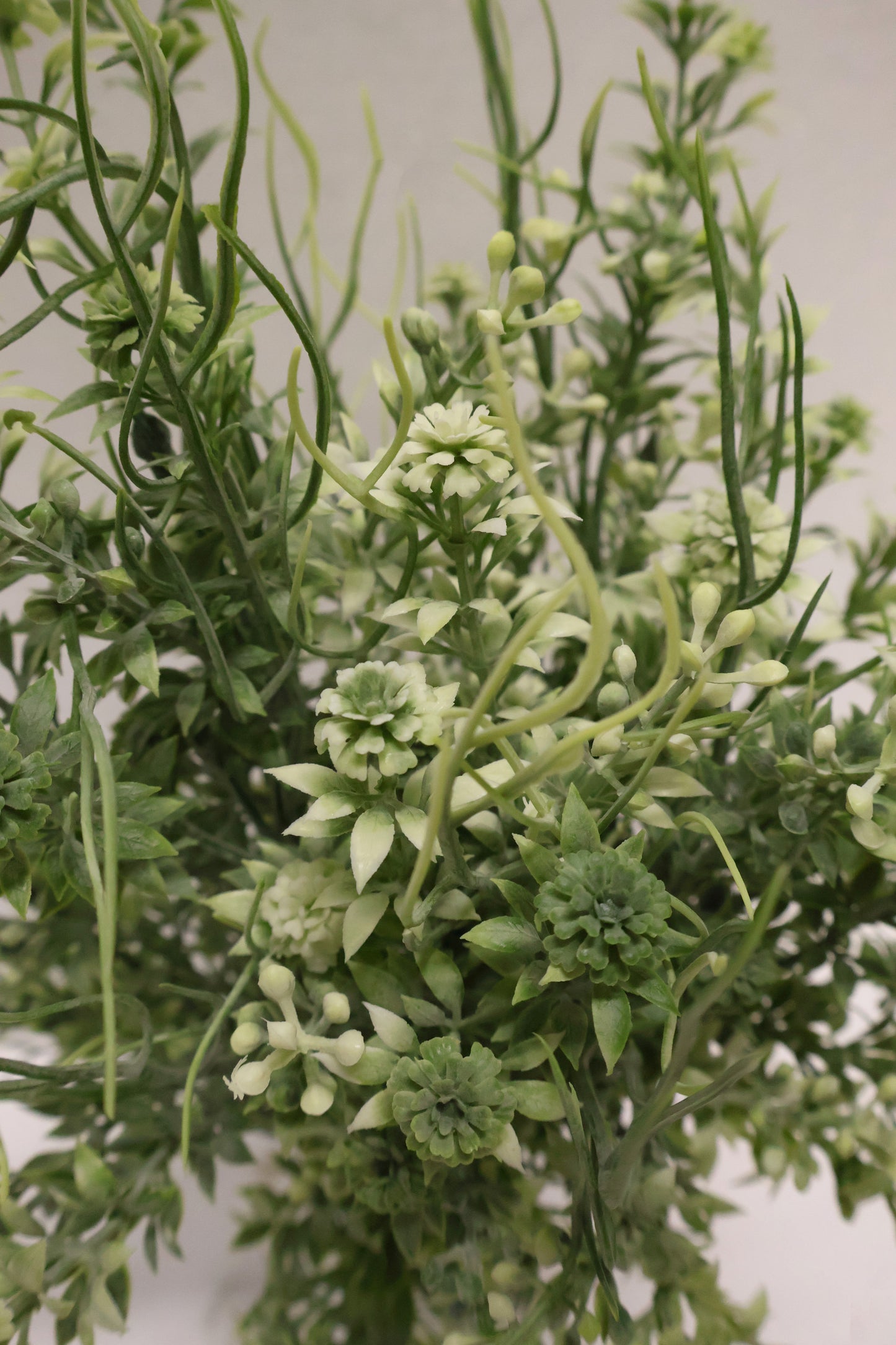 DOUBLE WAXFLOWER BUSH (CHAMELAUCIUM) — 18" (46 cm)