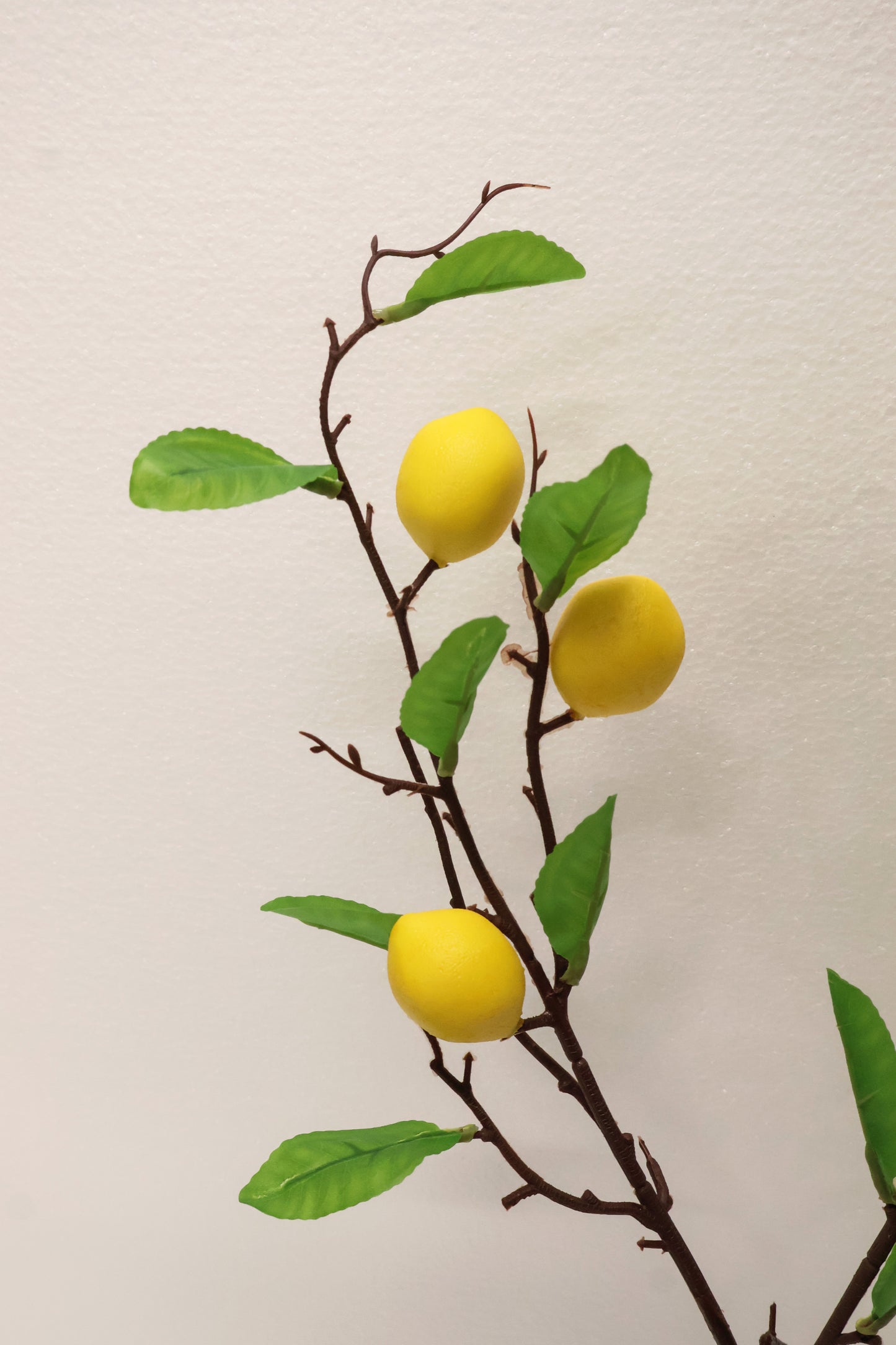 LEMON — 31.5" (80 cm)