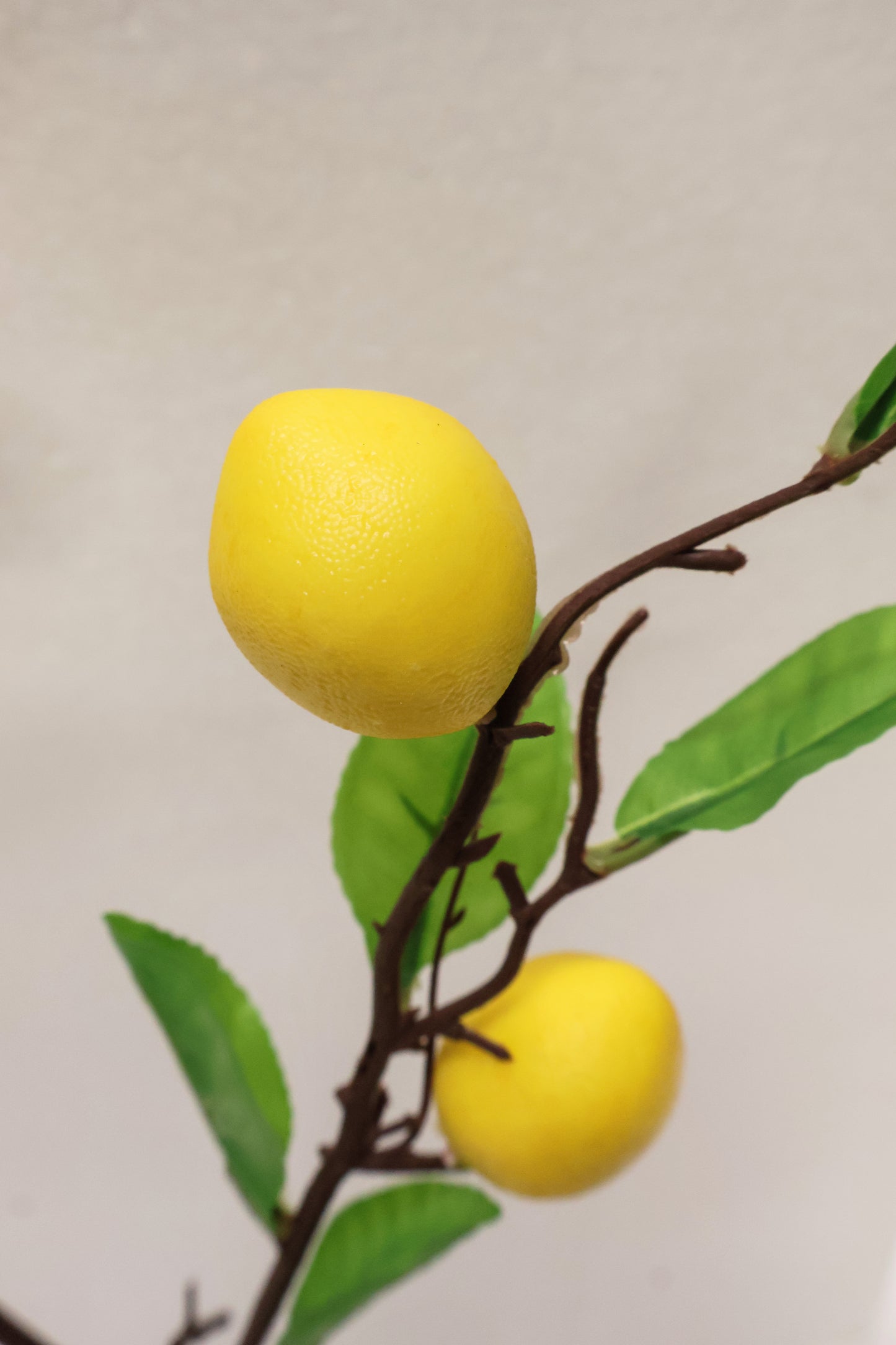 LEMON — 31.5" (80 cm)