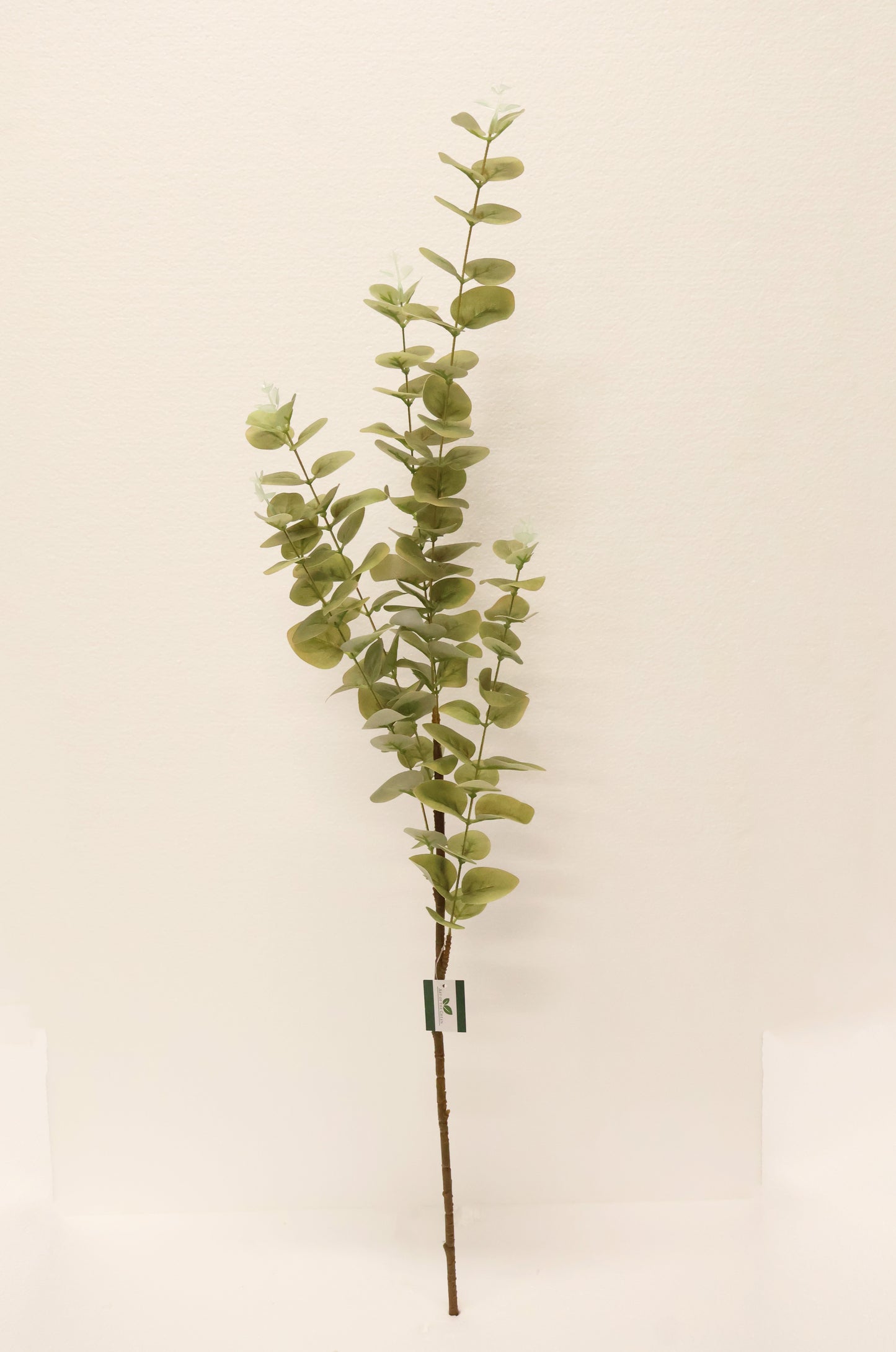 EUCALYPTUS — 37.4" (95 cm)