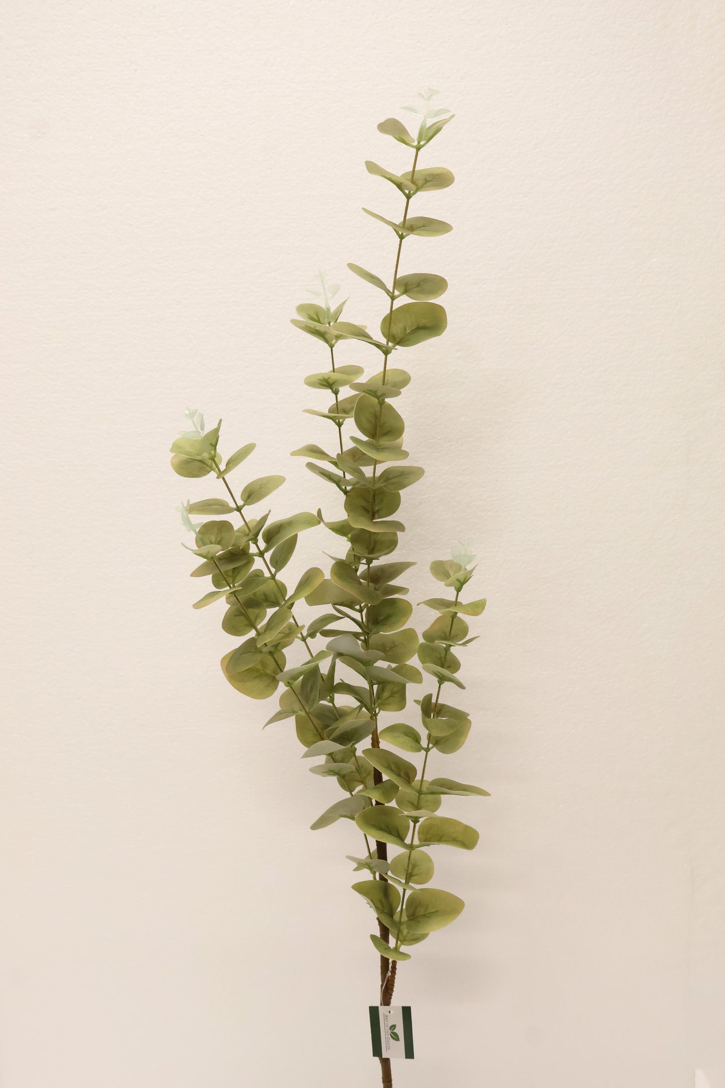 EUCALYPTUS — 37.4" (95 cm)