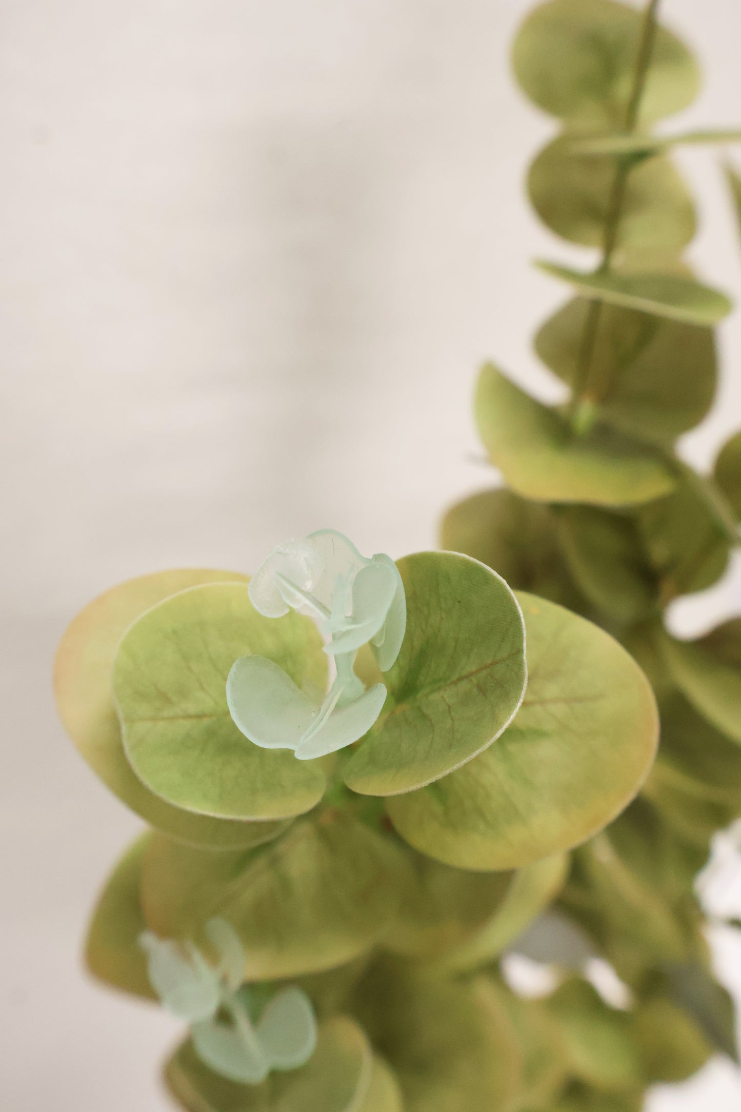 EUCALYPTUS — 37.4" (95 cm)