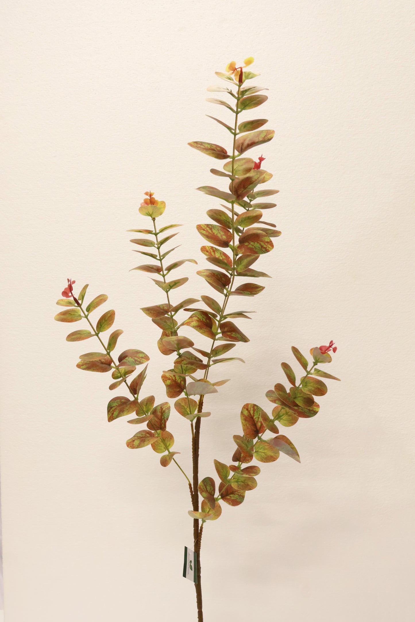 EUCALYPTUS — 37.4" (95 cm)