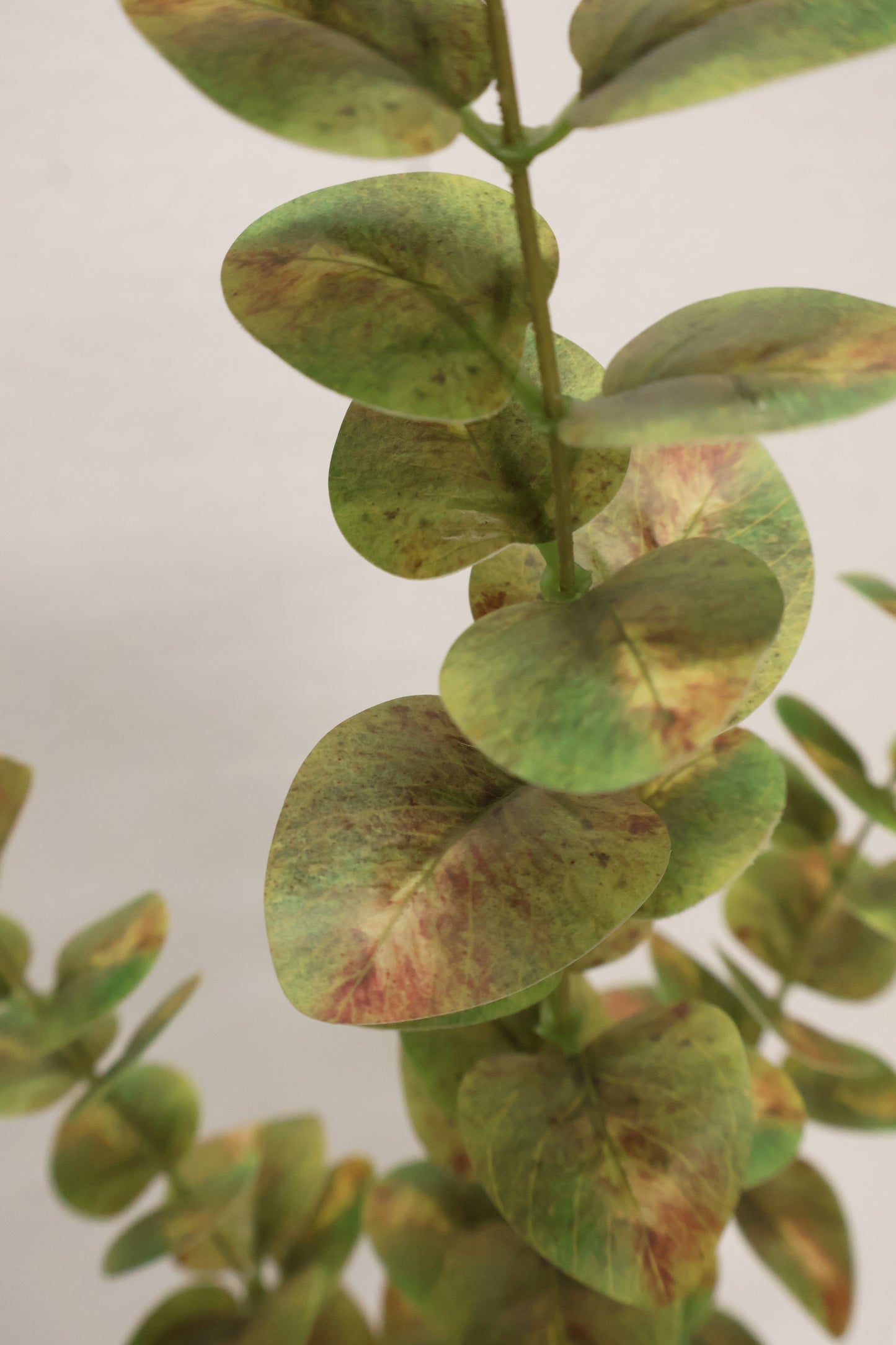 EUCALYPTUS — 37.4" (95 cm)