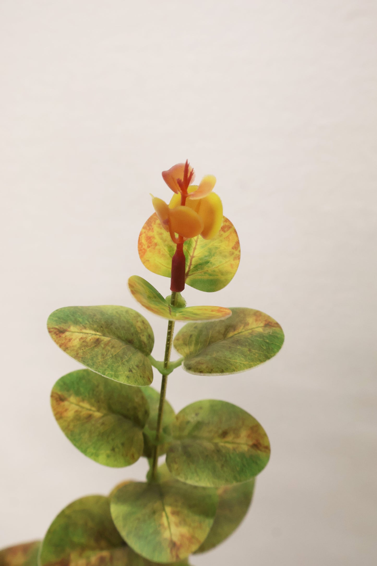 EUCALYPTUS — 37.4" (95 cm)
