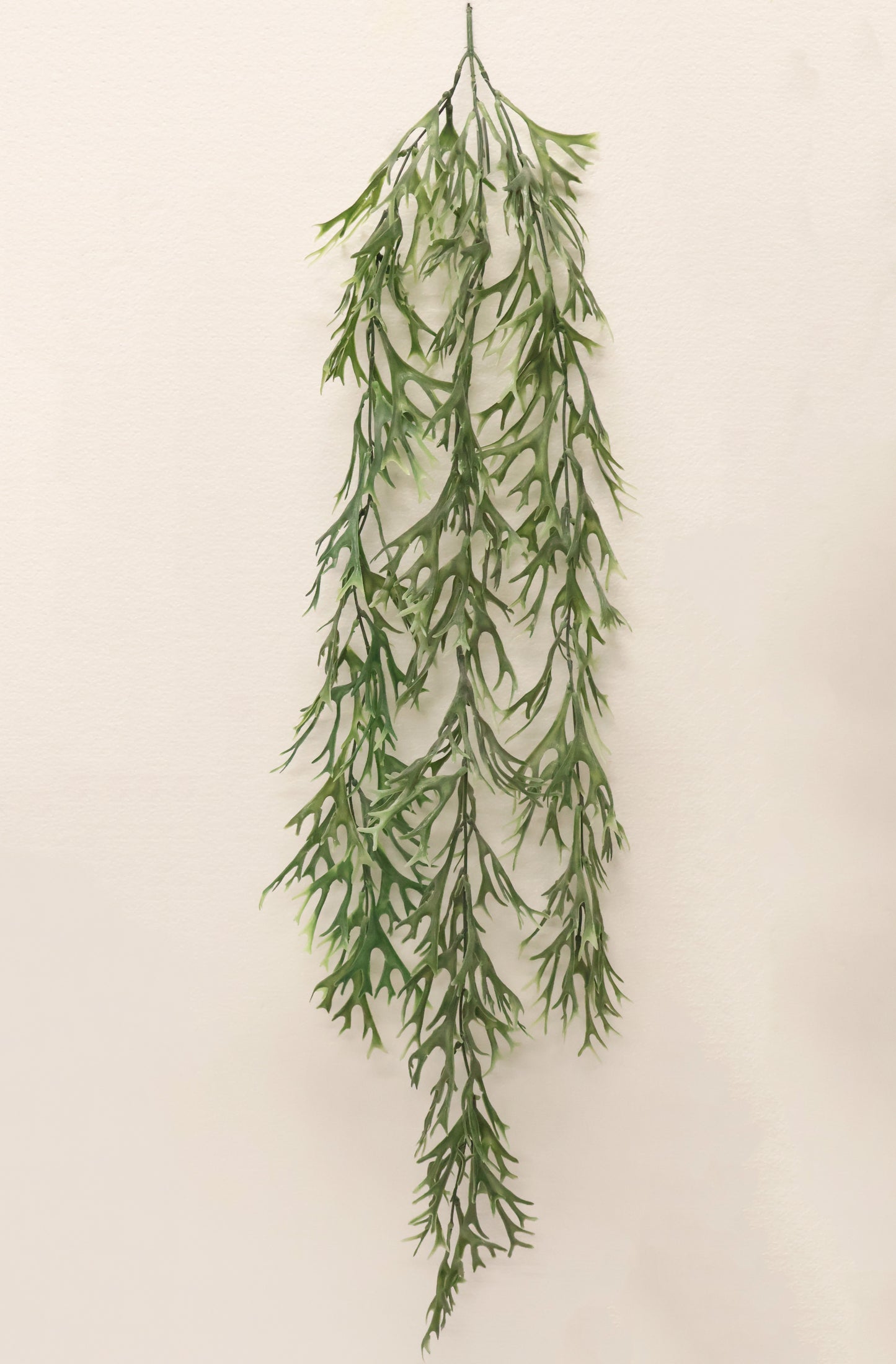 STAGHORN FERN HANGING BUSH — 42.1" (107 cm)