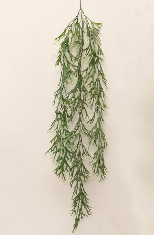 STAGHORN FERN HANGING BUSH — 42.1" (107 cm)