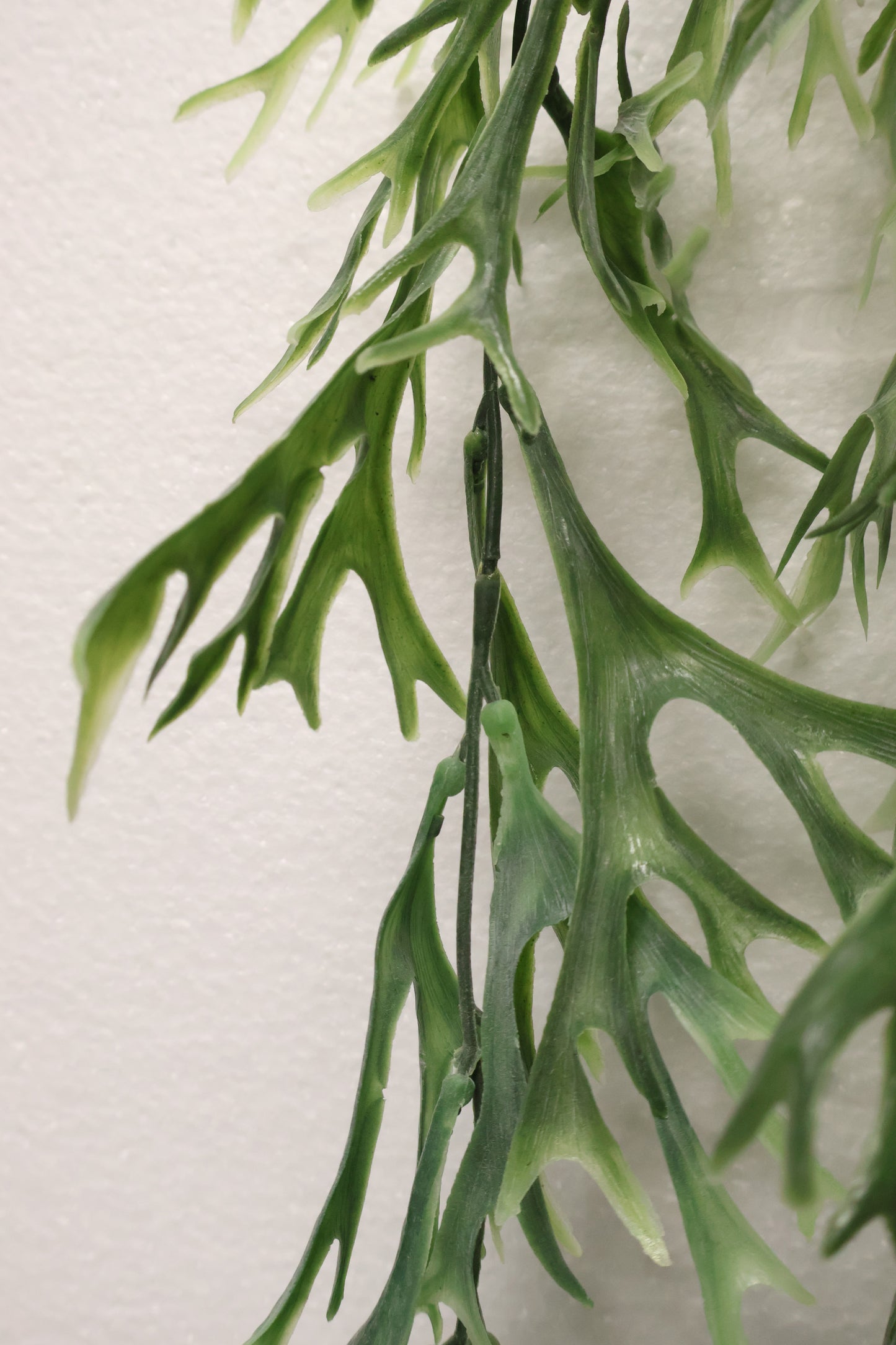 STAGHORN FERN HANGING BUSH — 42.1" (107 cm)