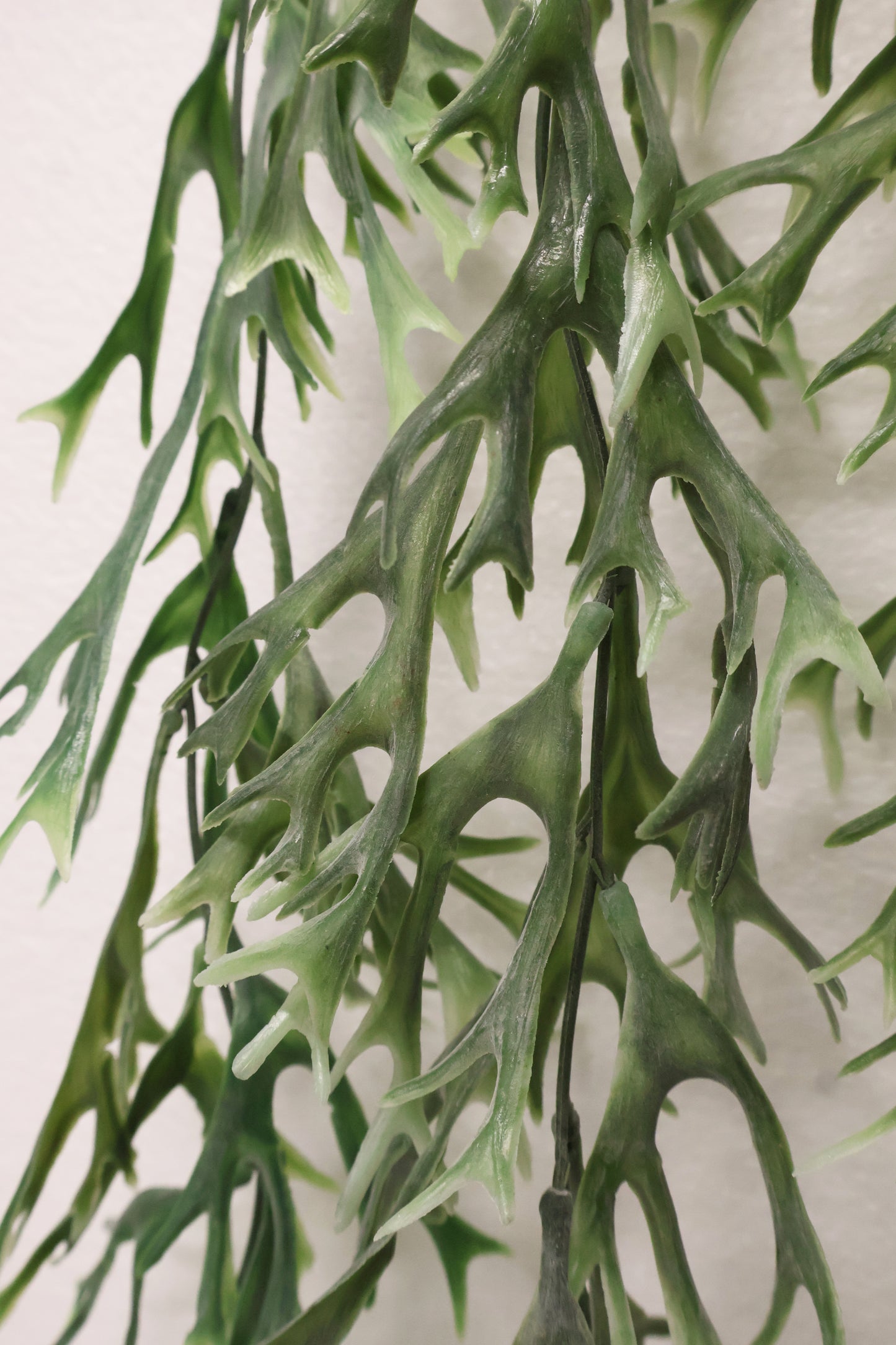 STAGHORN FERN HANGING BUSH — 42.1" (107 cm)