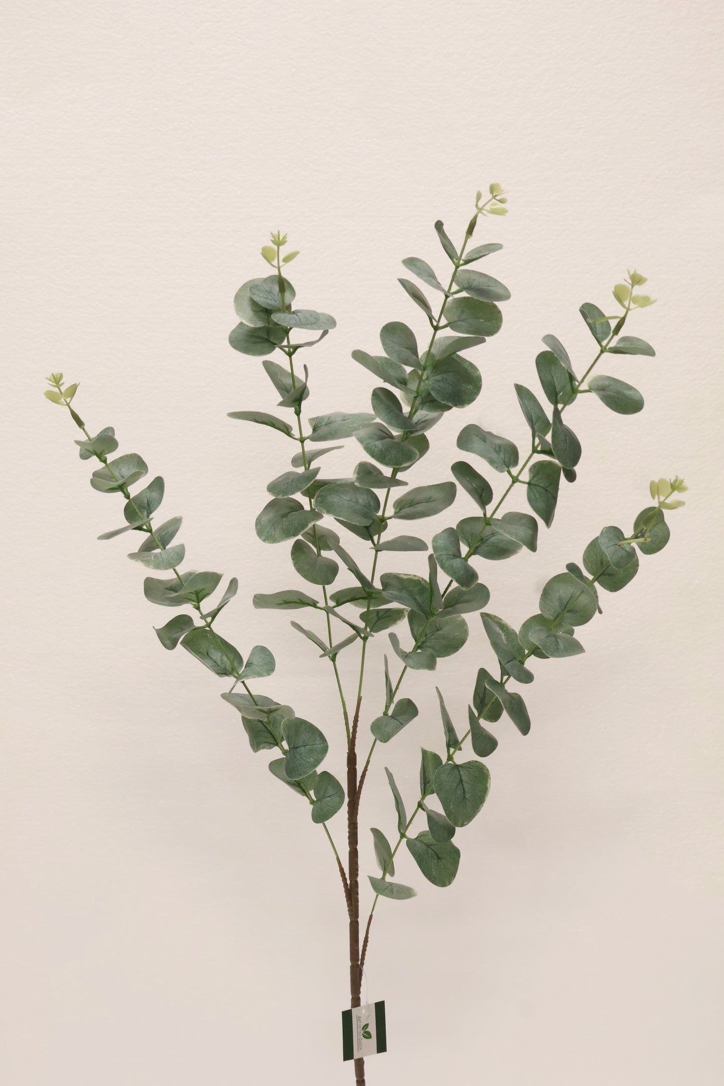 EUCALYPTUS — 36.6" (93 cm)
