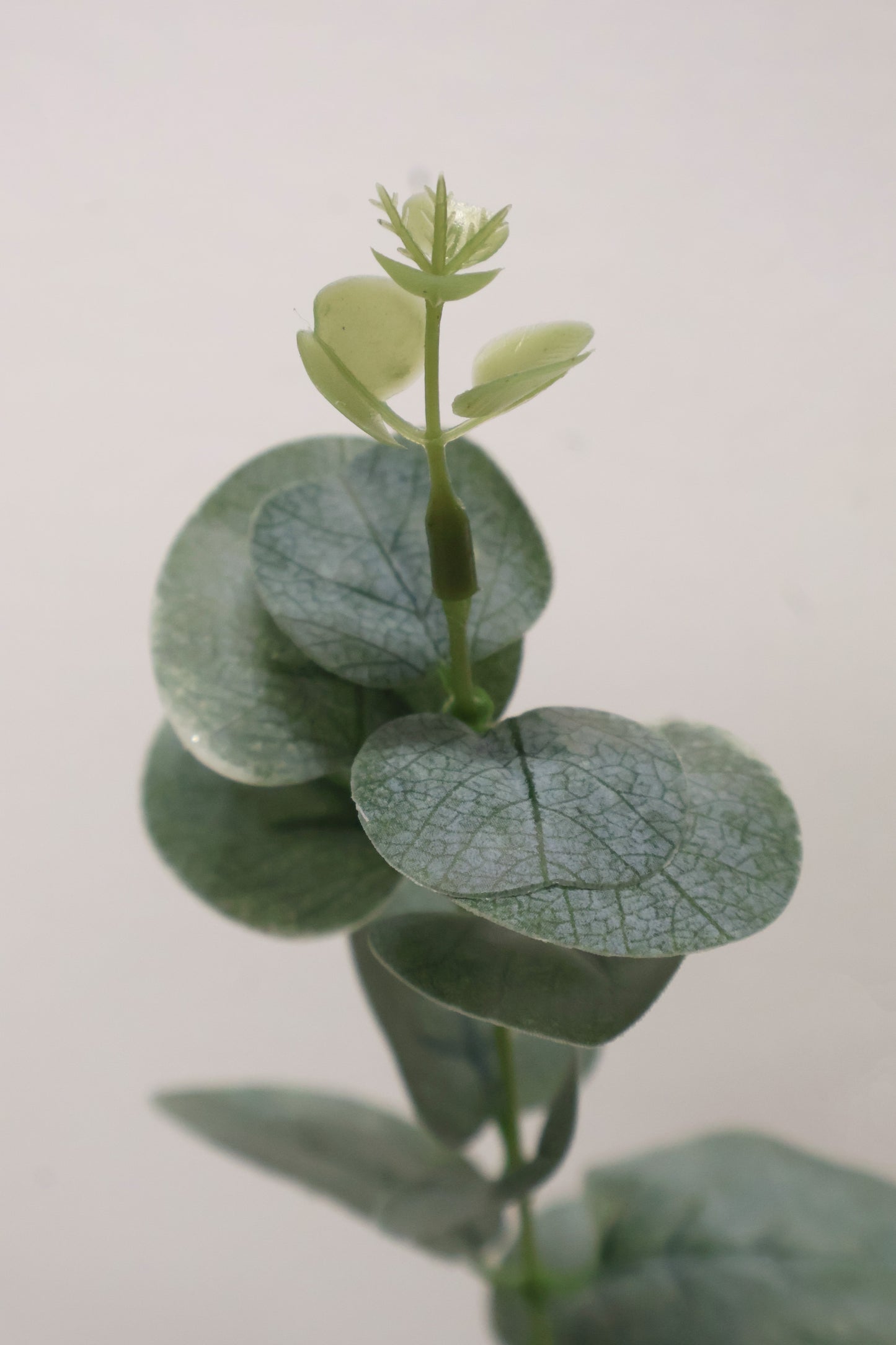 EUCALYPTUS — 36.6" (93 cm)