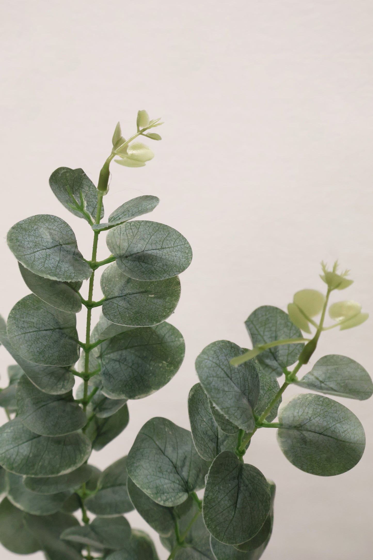 EUCALYPTUS — 36.6" (93 cm)