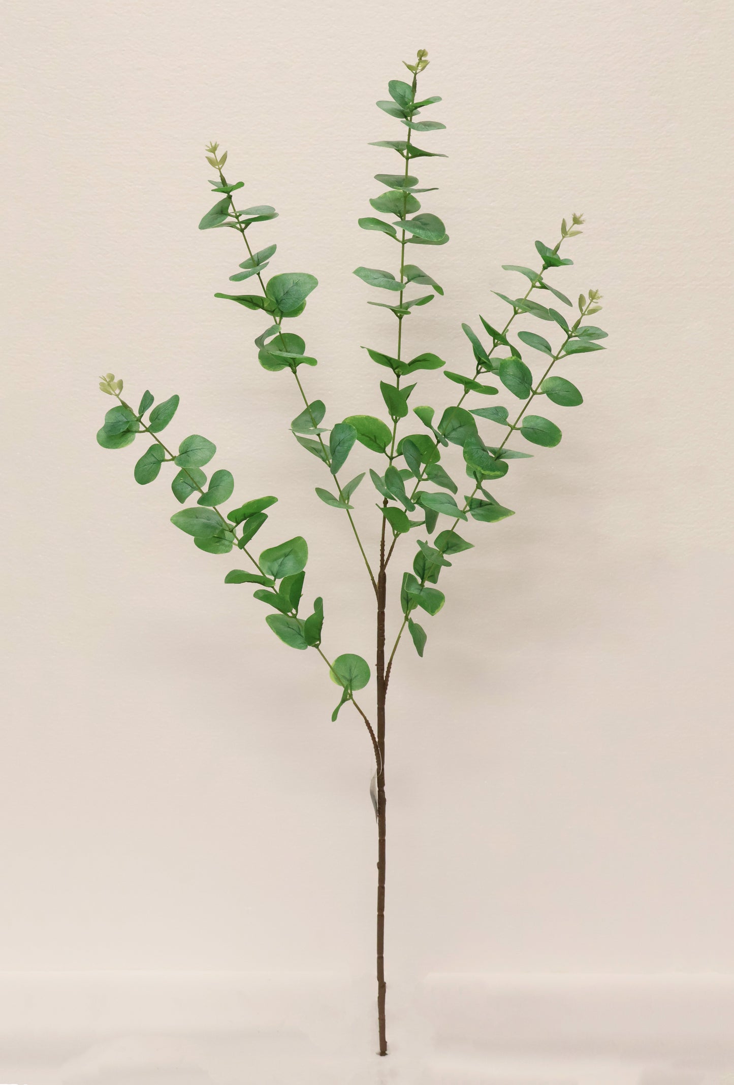 EUCALYPTUS — 36.6" (93 cm)
