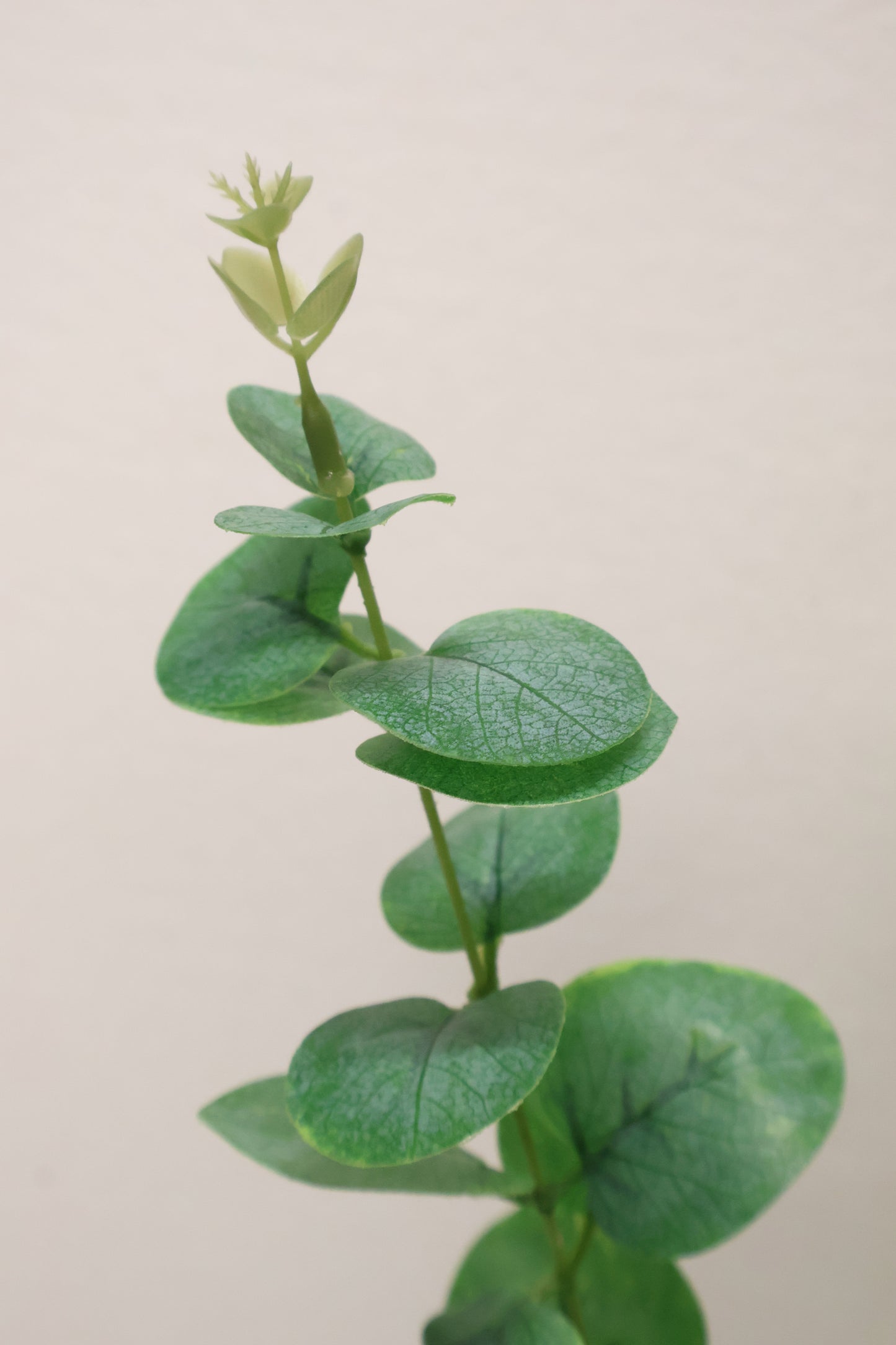 EUCALYPTUS — 36.6" (93 cm)