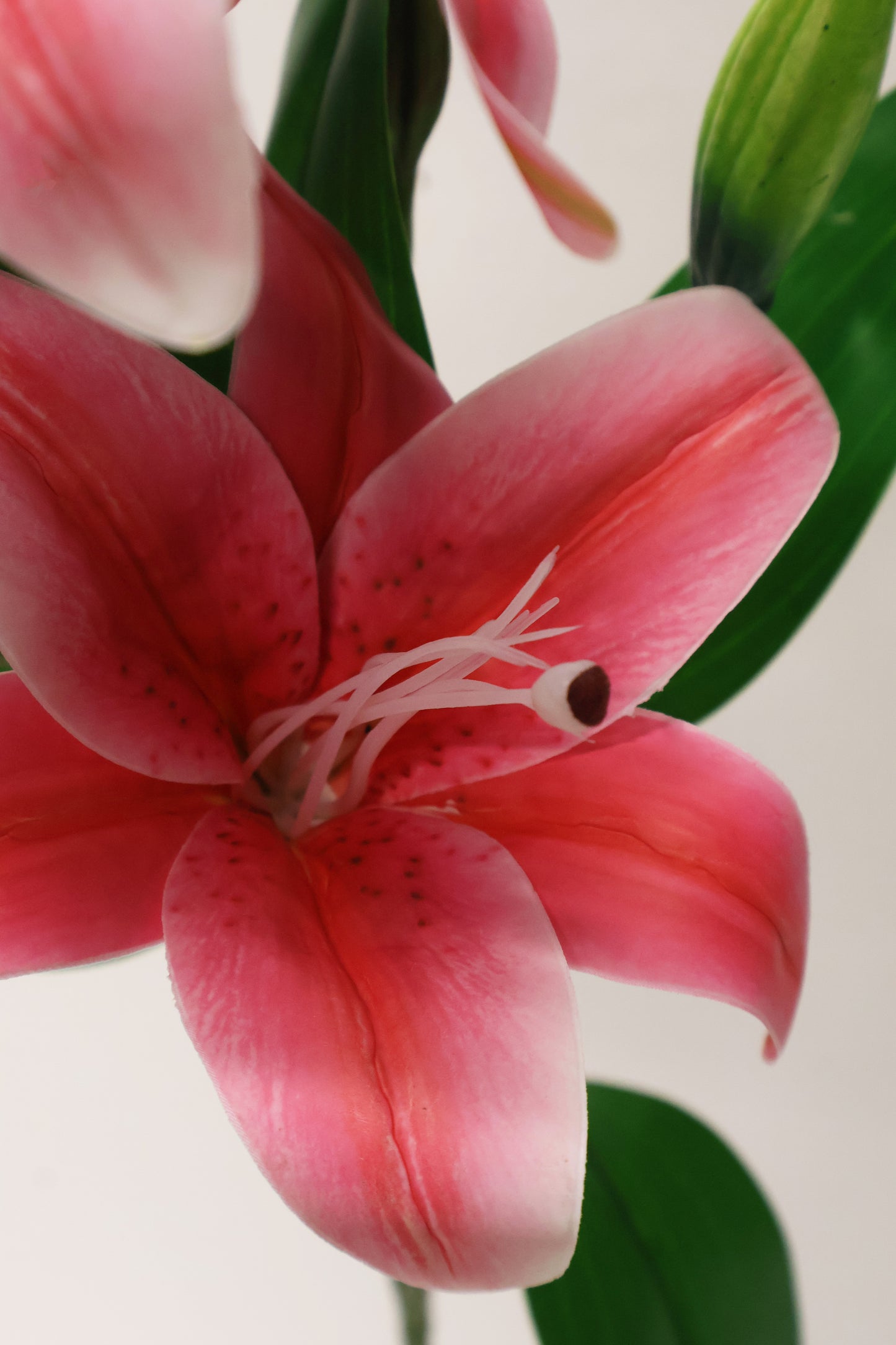 LILY — 30.3" (77 cm)