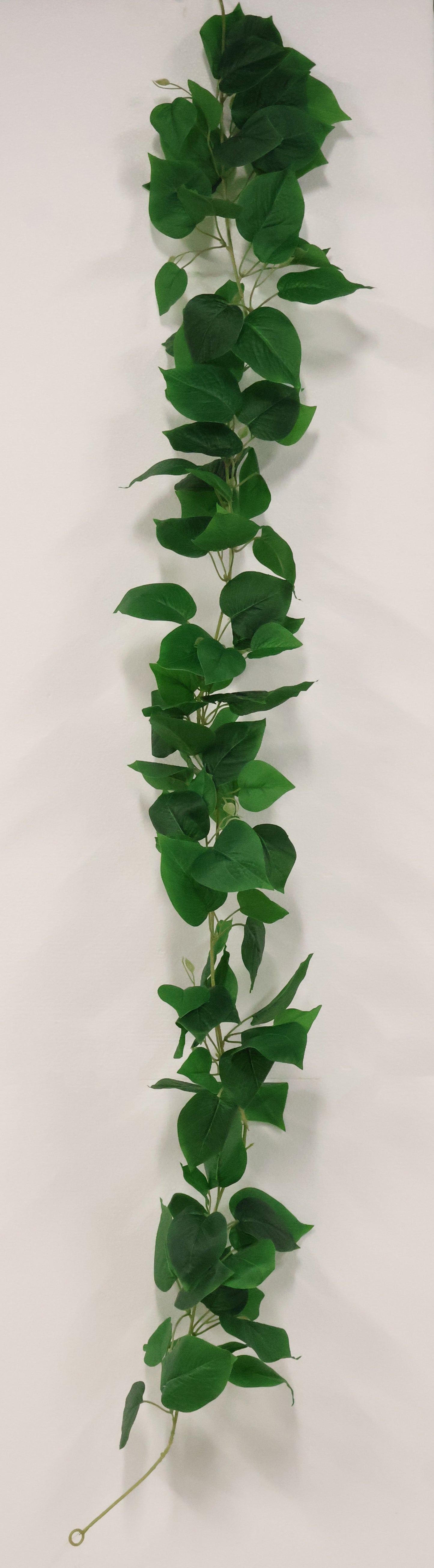 HEARTLEAF PHILODENDRON VINE — 68.5" (174 cm)