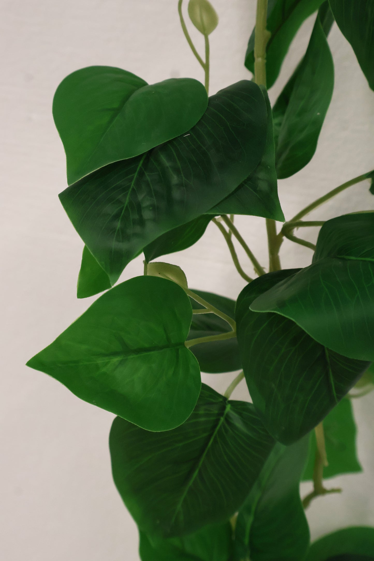 HEARTLEAF PHILODENDRON VINE — 68.5" (174 cm)