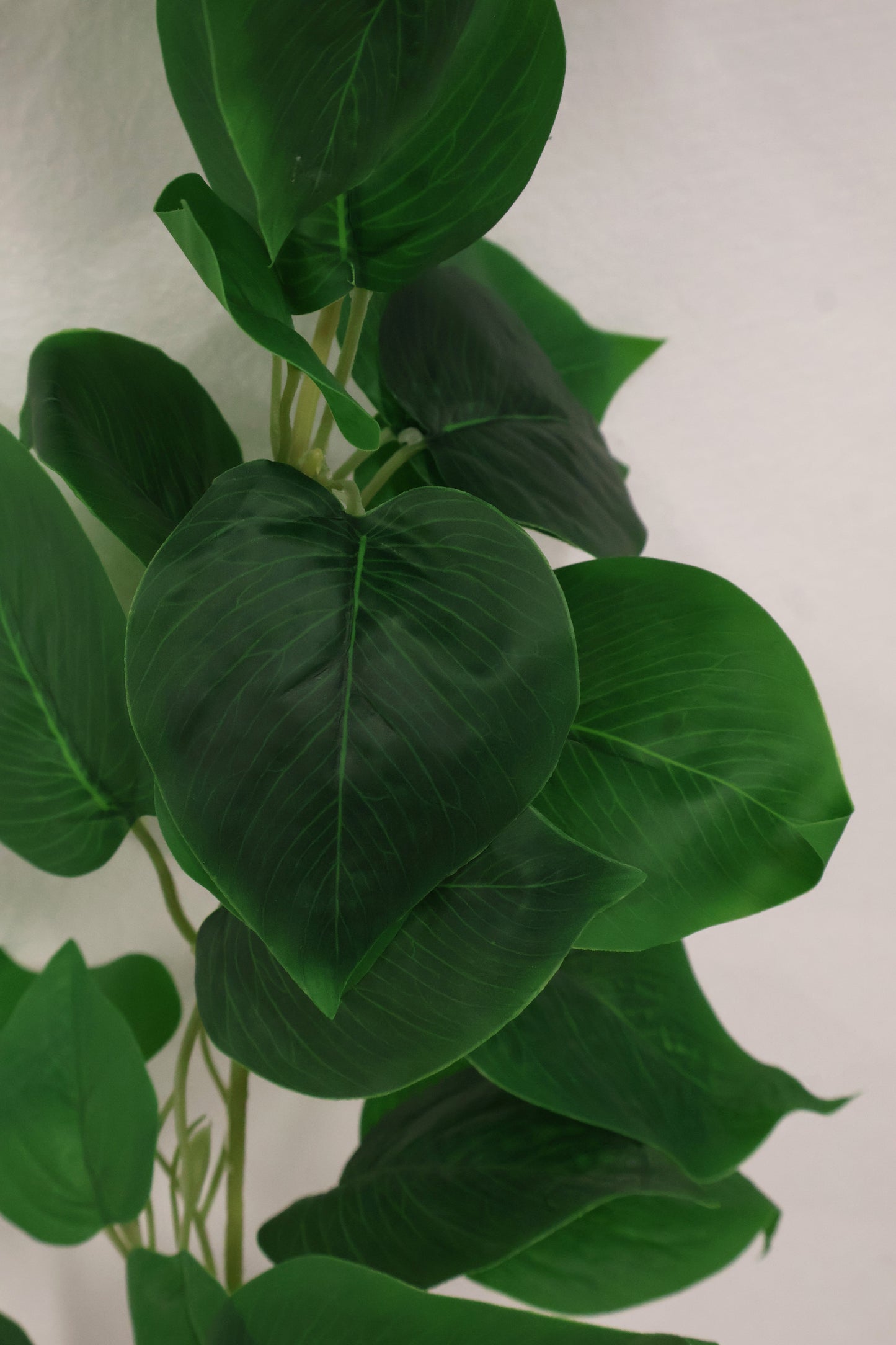 HEARTLEAF PHILODENDRON VINE — 68.5" (174 cm)