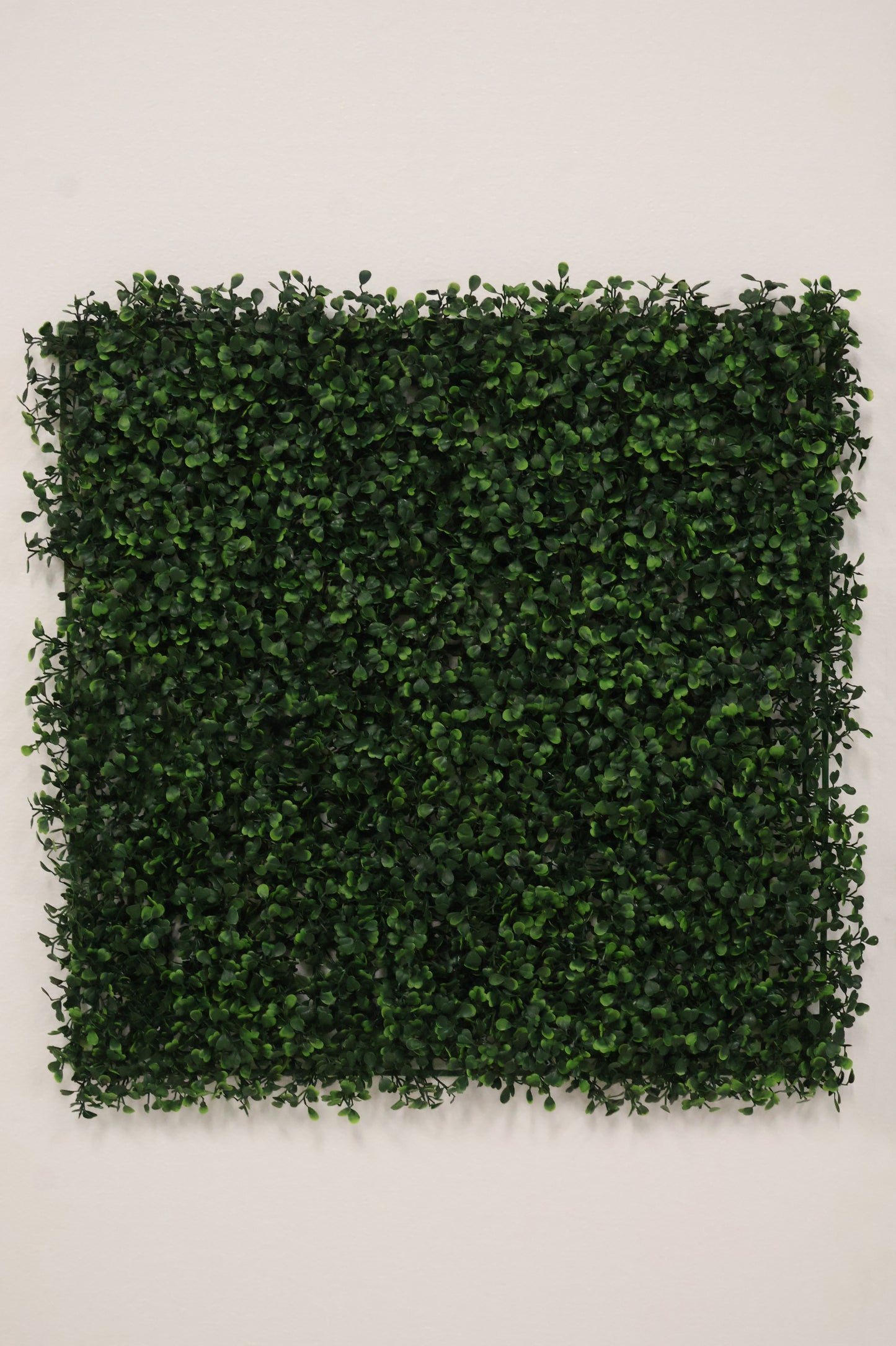 GREEN WALL — BOXWOOD PANEL — 20" × 20" (51 × 51 cm)