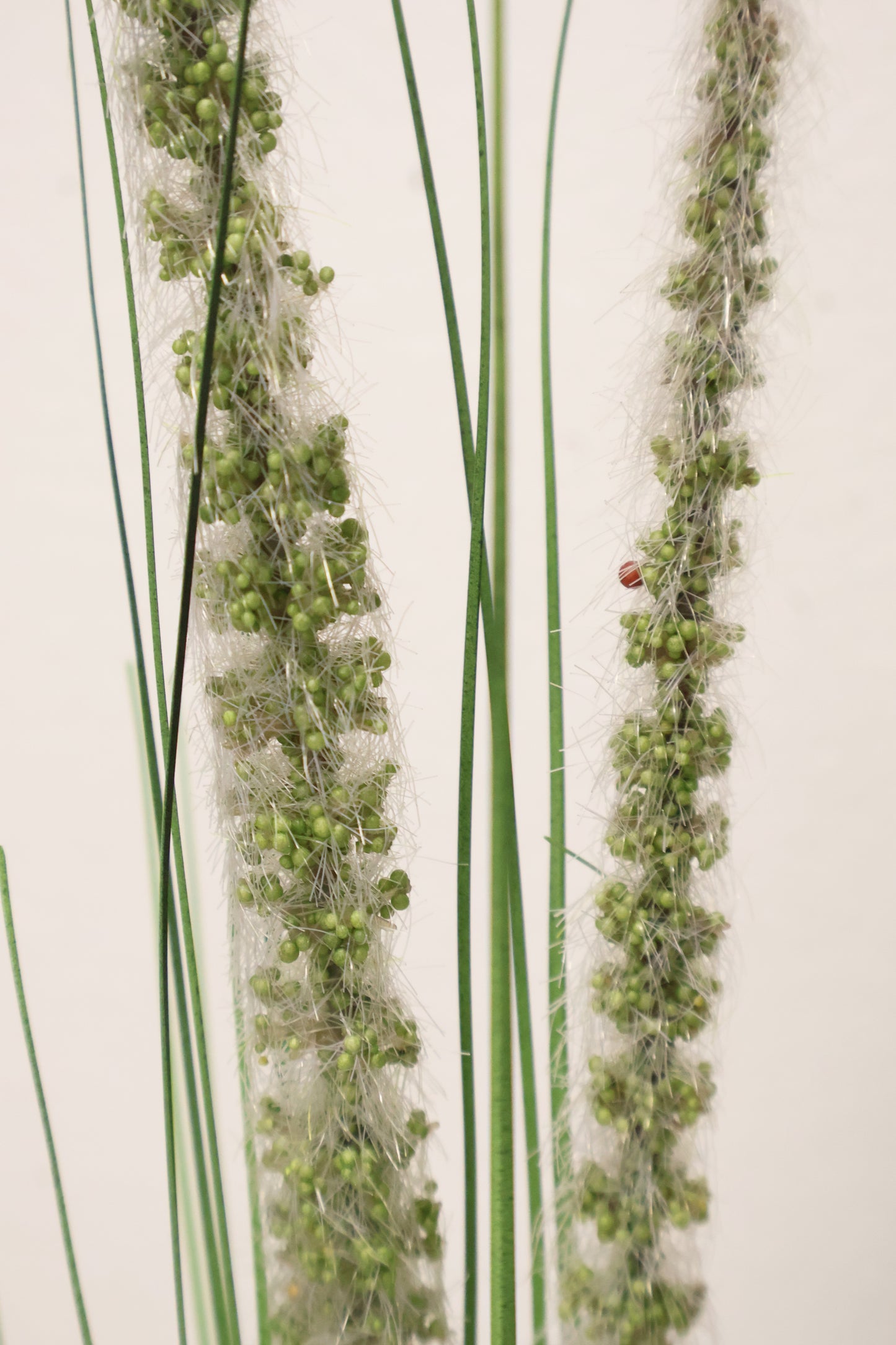 ORNAMENTAL GRASS STEM — 41.3" (105 cm)