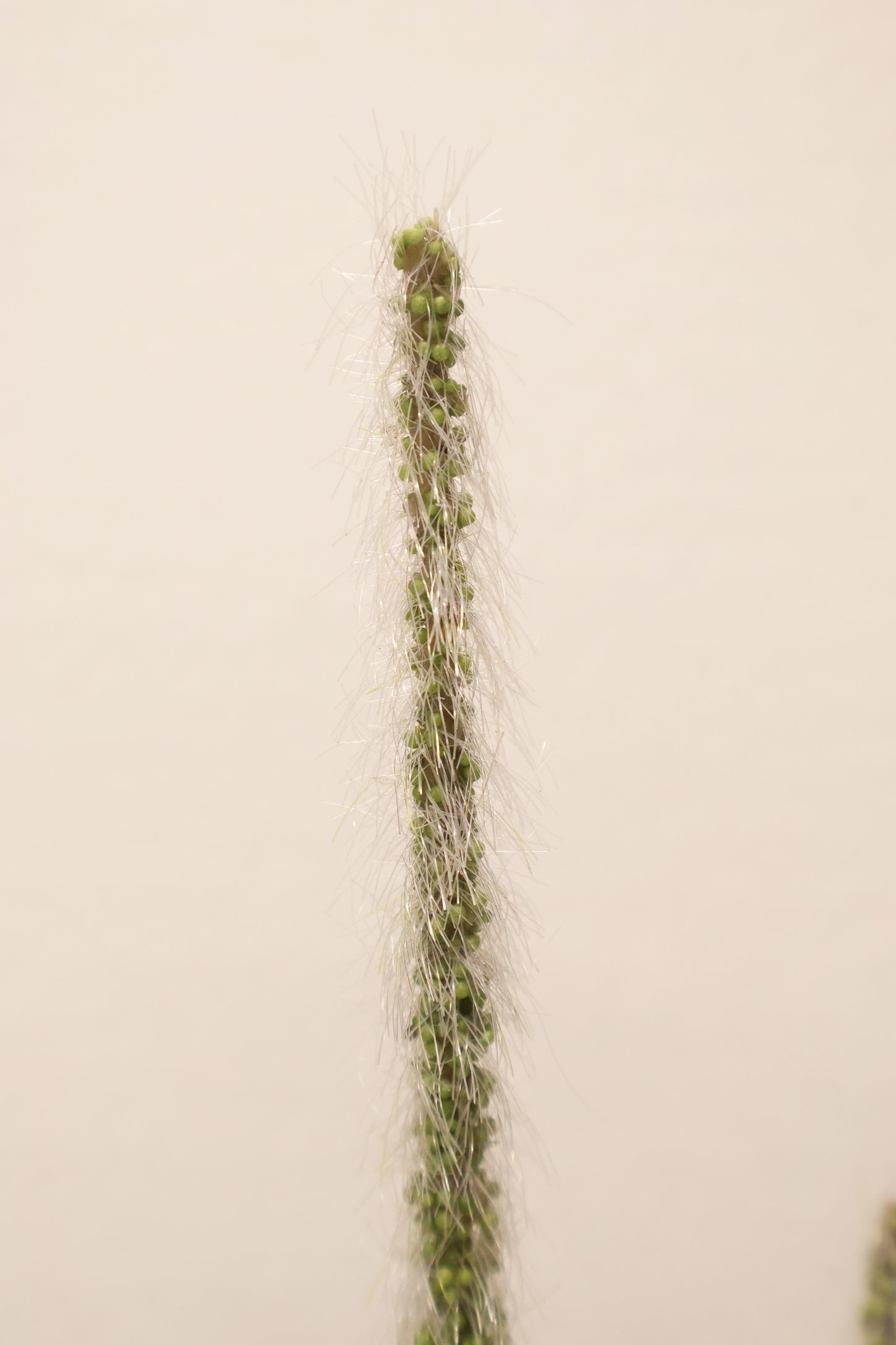 ORNAMENTAL GRASS STEM — 41.3" (105 cm)