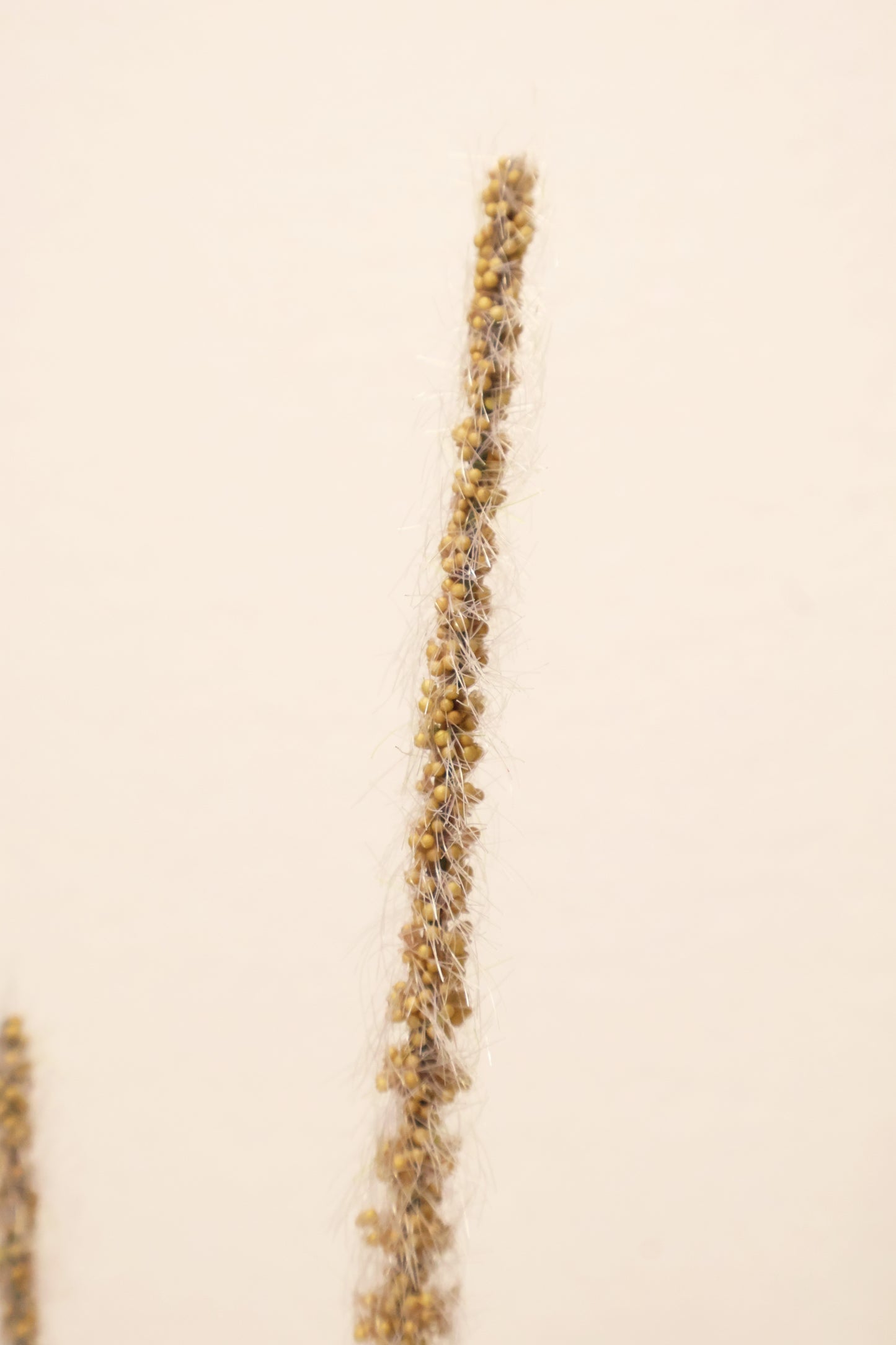 ORNAMENTAL GRASS STEM — 41.3" (105 cm)