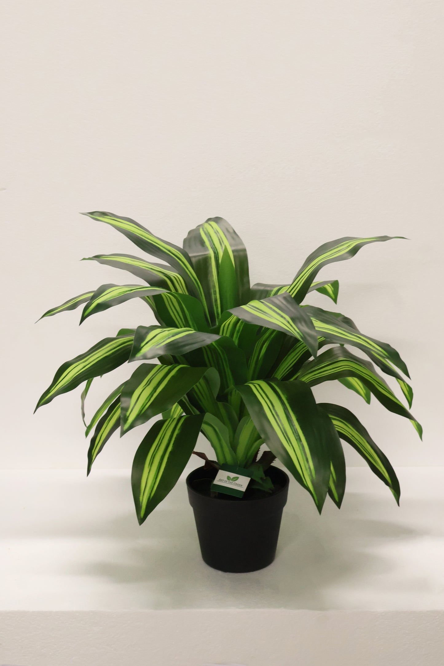 YELLOW STRIPE DRACAENA PLANT — 23.6" (60 cm)