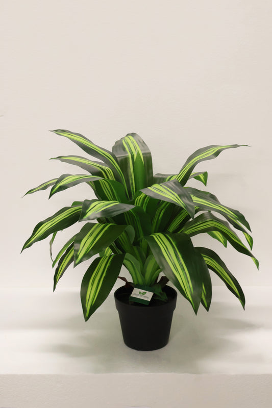 YELLOW STRIPE DRACAENA PLANT — 23.6" (60 cm)