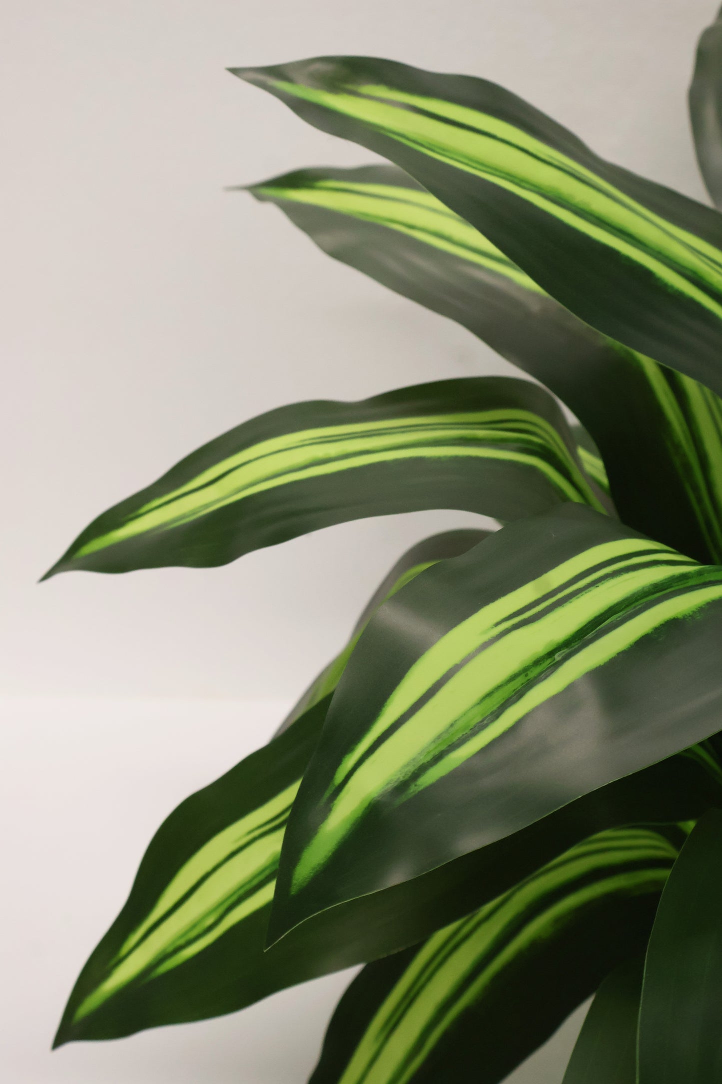 YELLOW STRIPE DRACAENA PLANT — 23.6" (60 cm)