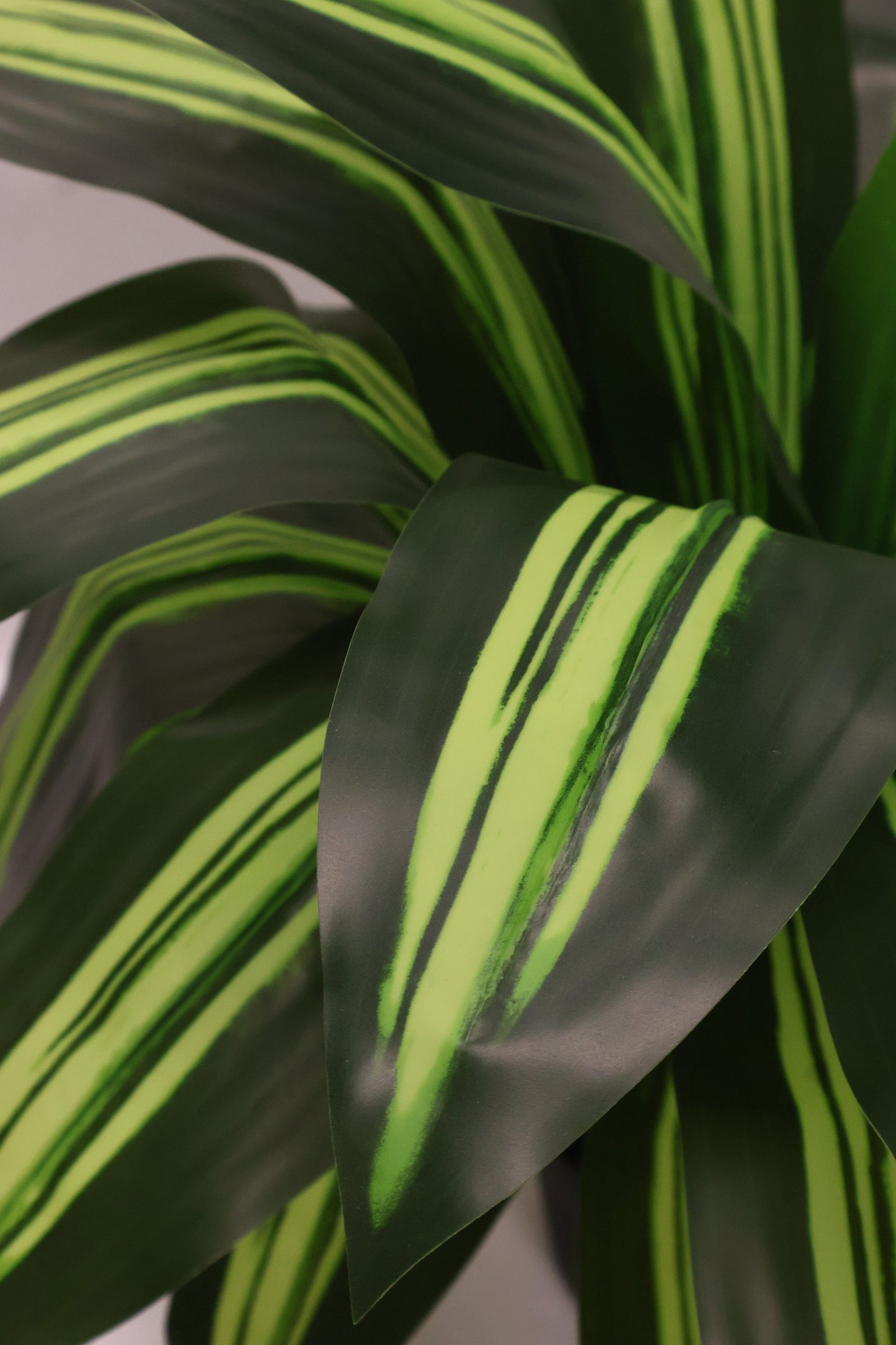 YELLOW STRIPE DRACAENA PLANT — 23.6" (60 cm)