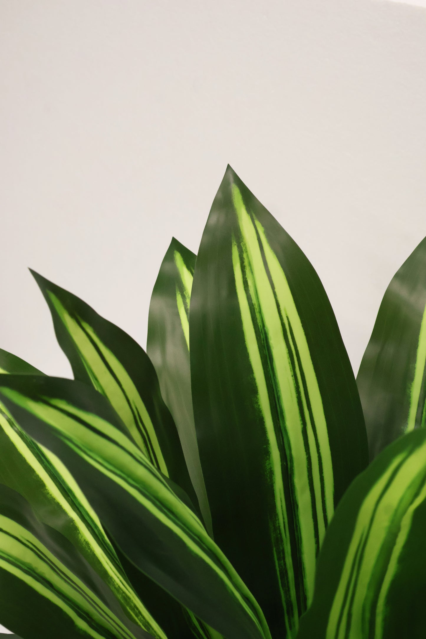 YELLOW STRIPE DRACAENA PLANT — 23.6" (60 cm)