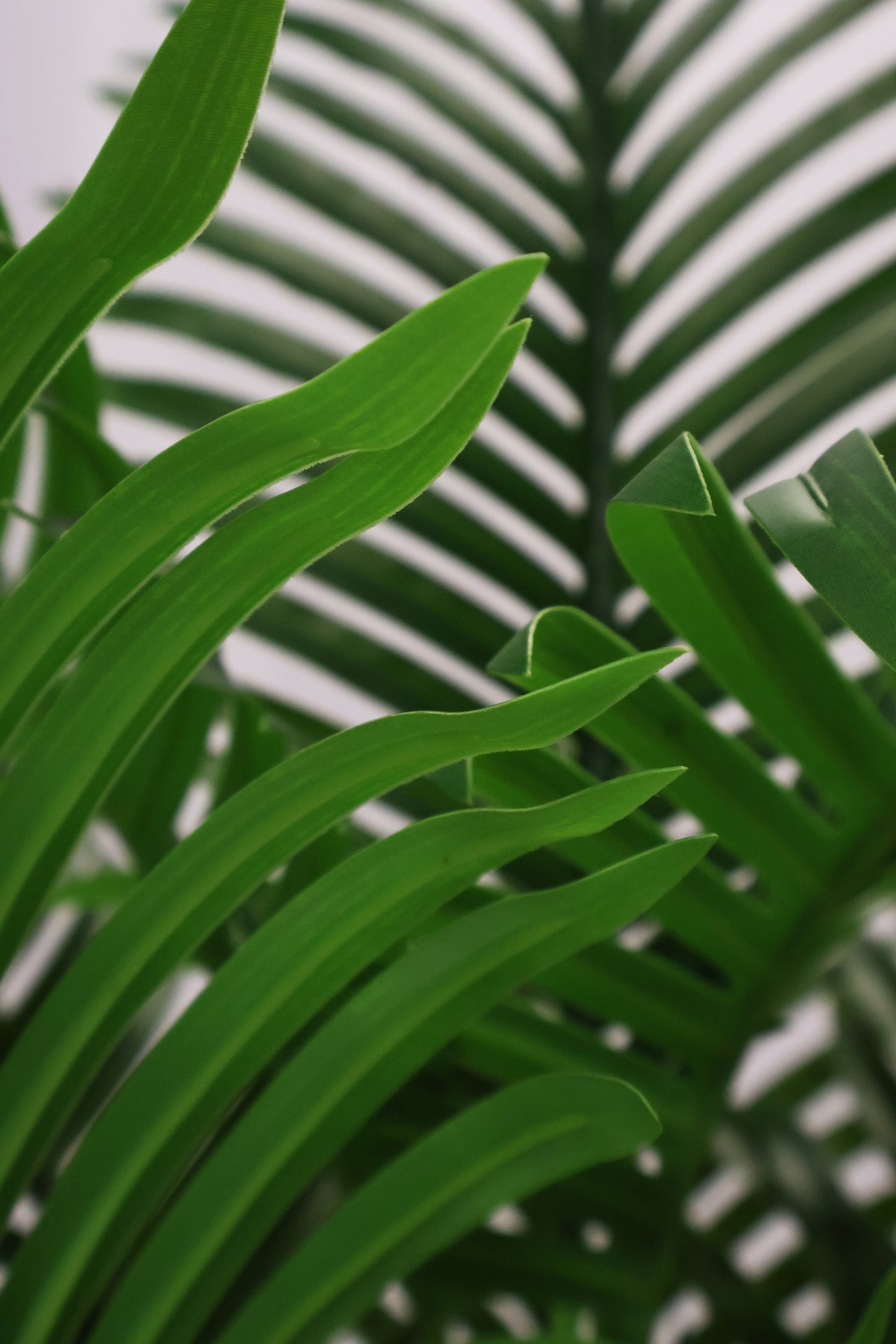 MINI ARECA PALM — 43.3" (110 cm)