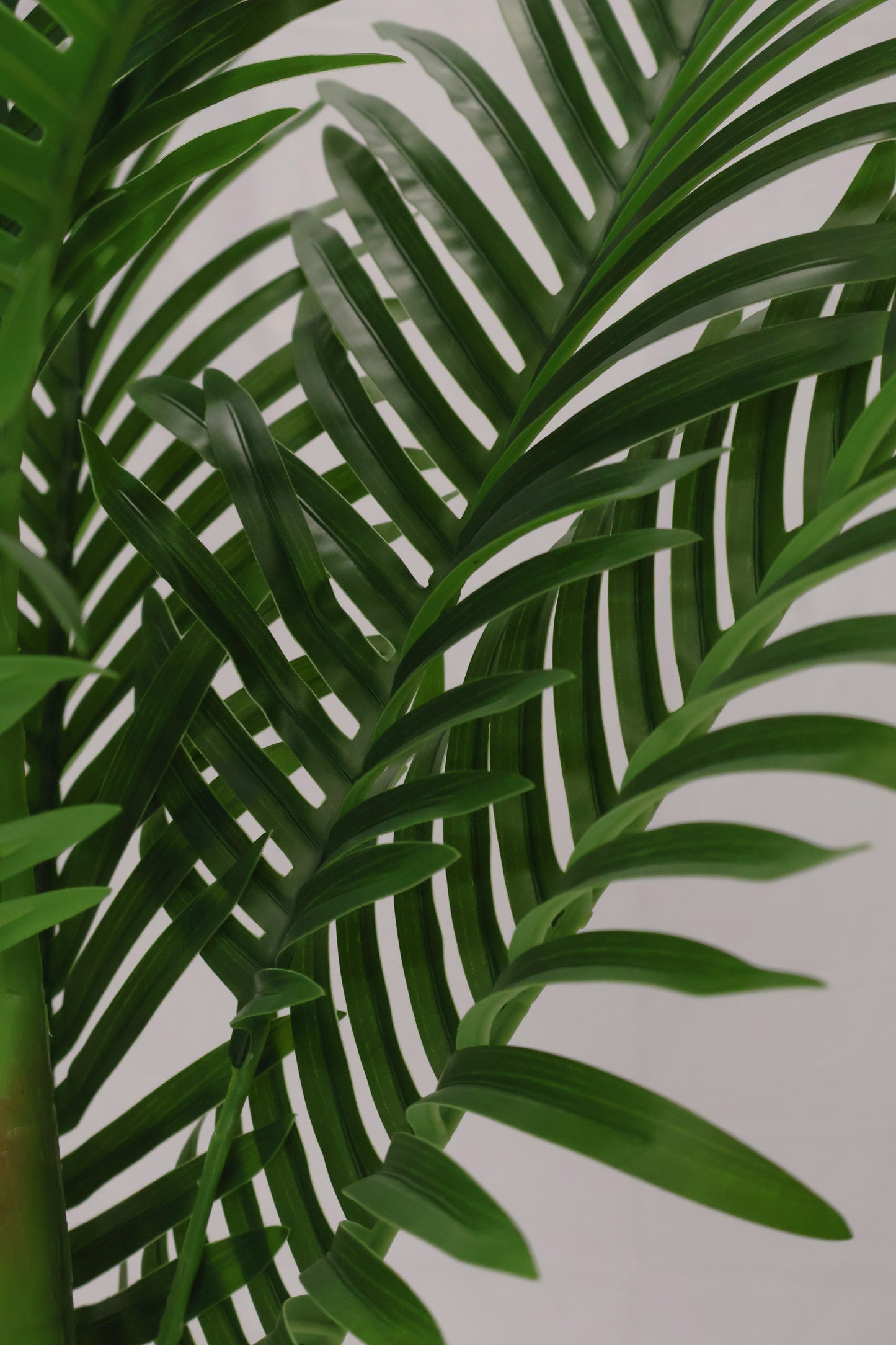 MINI ARECA PALM — 43.3" (110 cm)