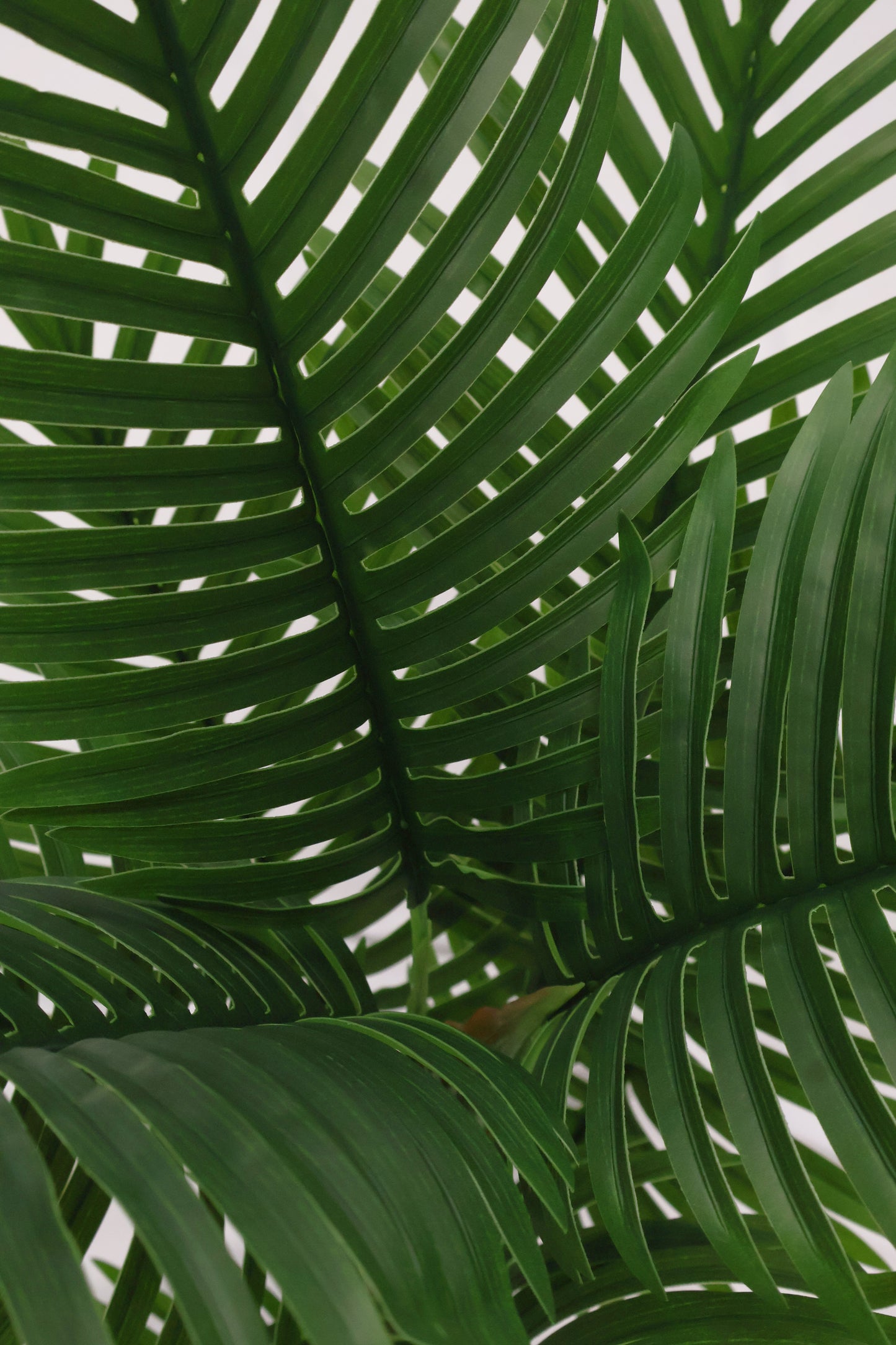 MINI ARECA PALM — 43.3" (110 cm)