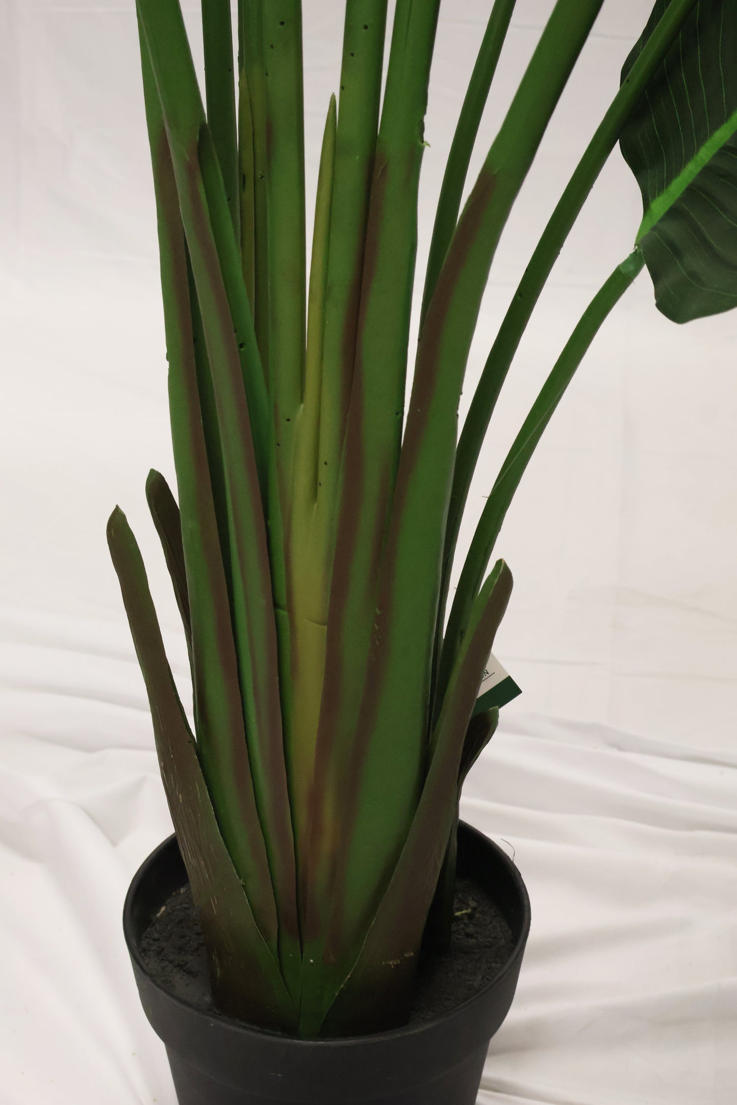 BIRD OF PARADISE (STRELITZIA) — 82.7" (210 cm)