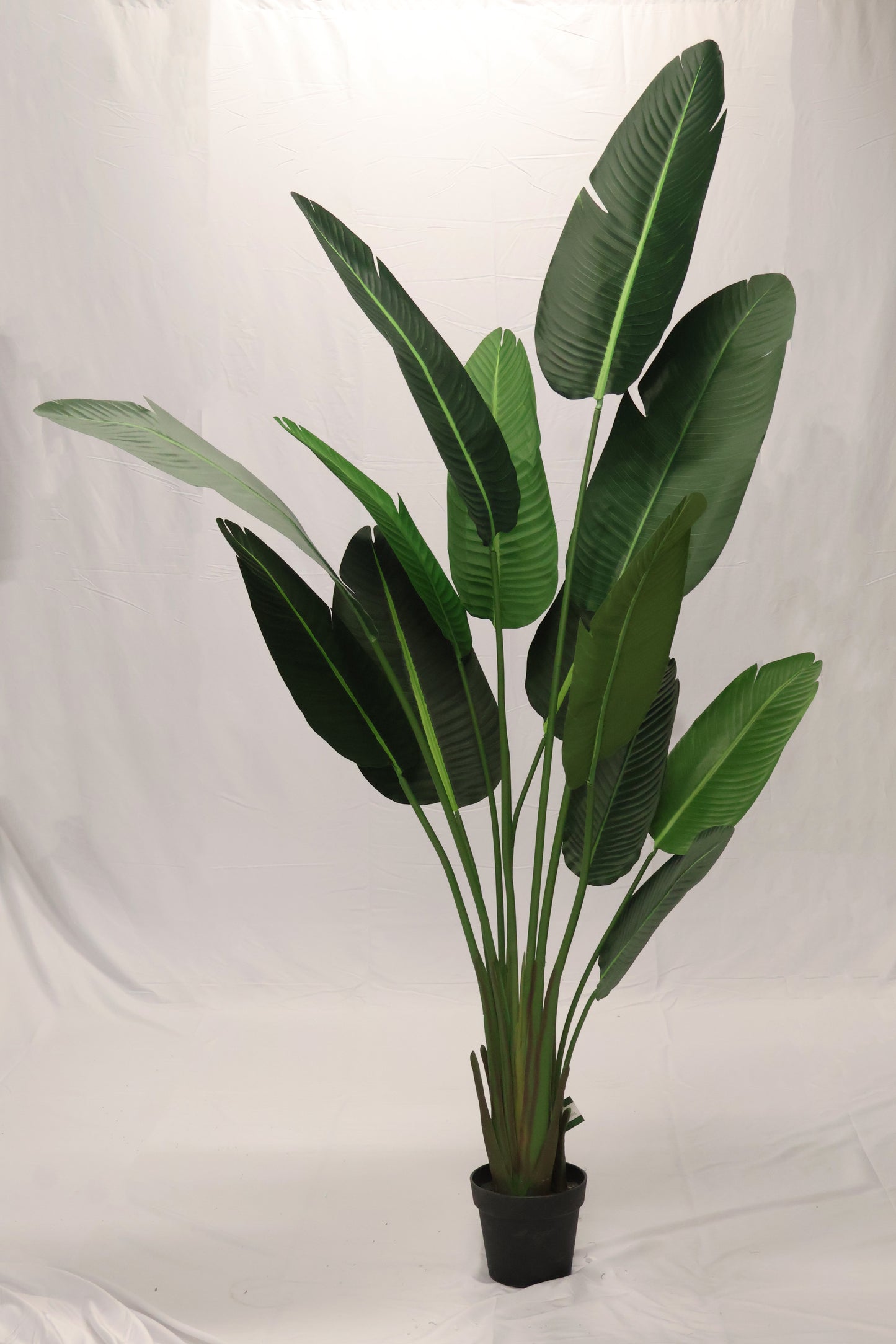 BIRD OF PARADISE (STRELITZIA) — 82.7" (210 cm)
