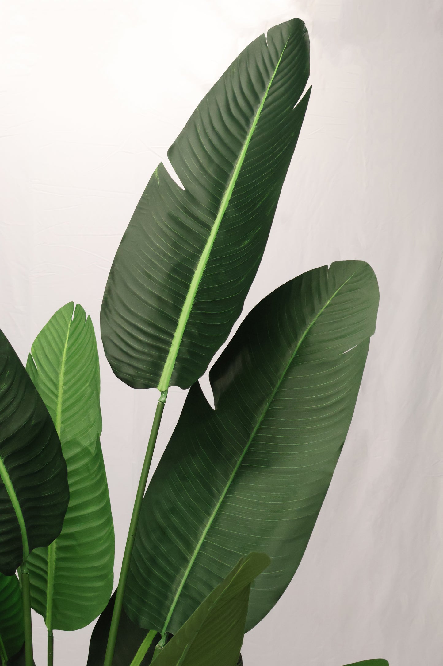 BIRD OF PARADISE (STRELITZIA) — 82.7" (210 cm)