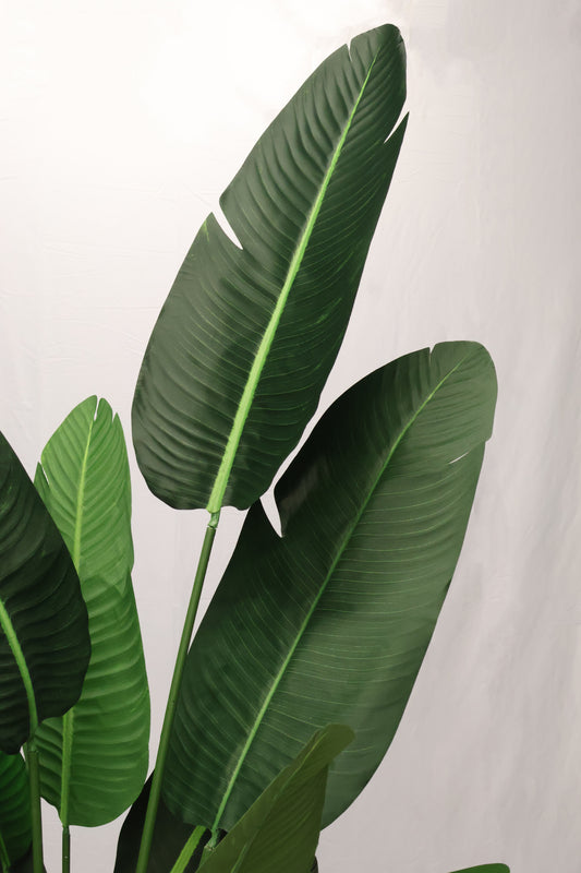 BIRD OF PARADISE (STRELITZIA) — 82.7" (210 cm)