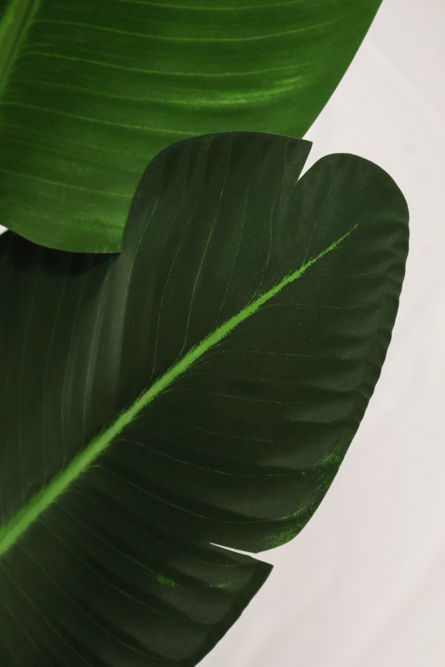 BIRD OF PARADISE (STRELITZIA) — 82.7" (210 cm)