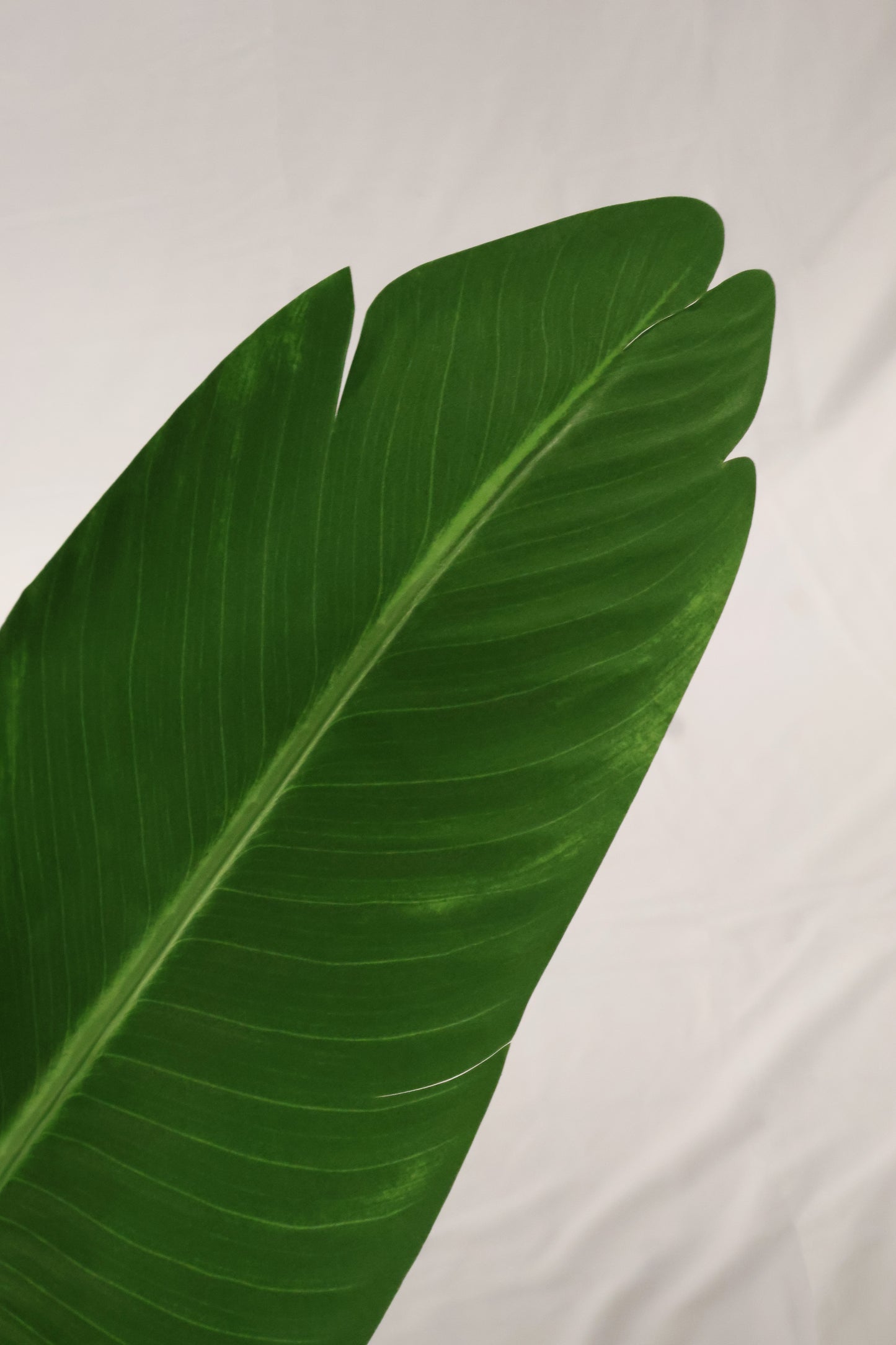 BIRD OF PARADISE (STRELITZIA) — 82.7" (210 cm)
