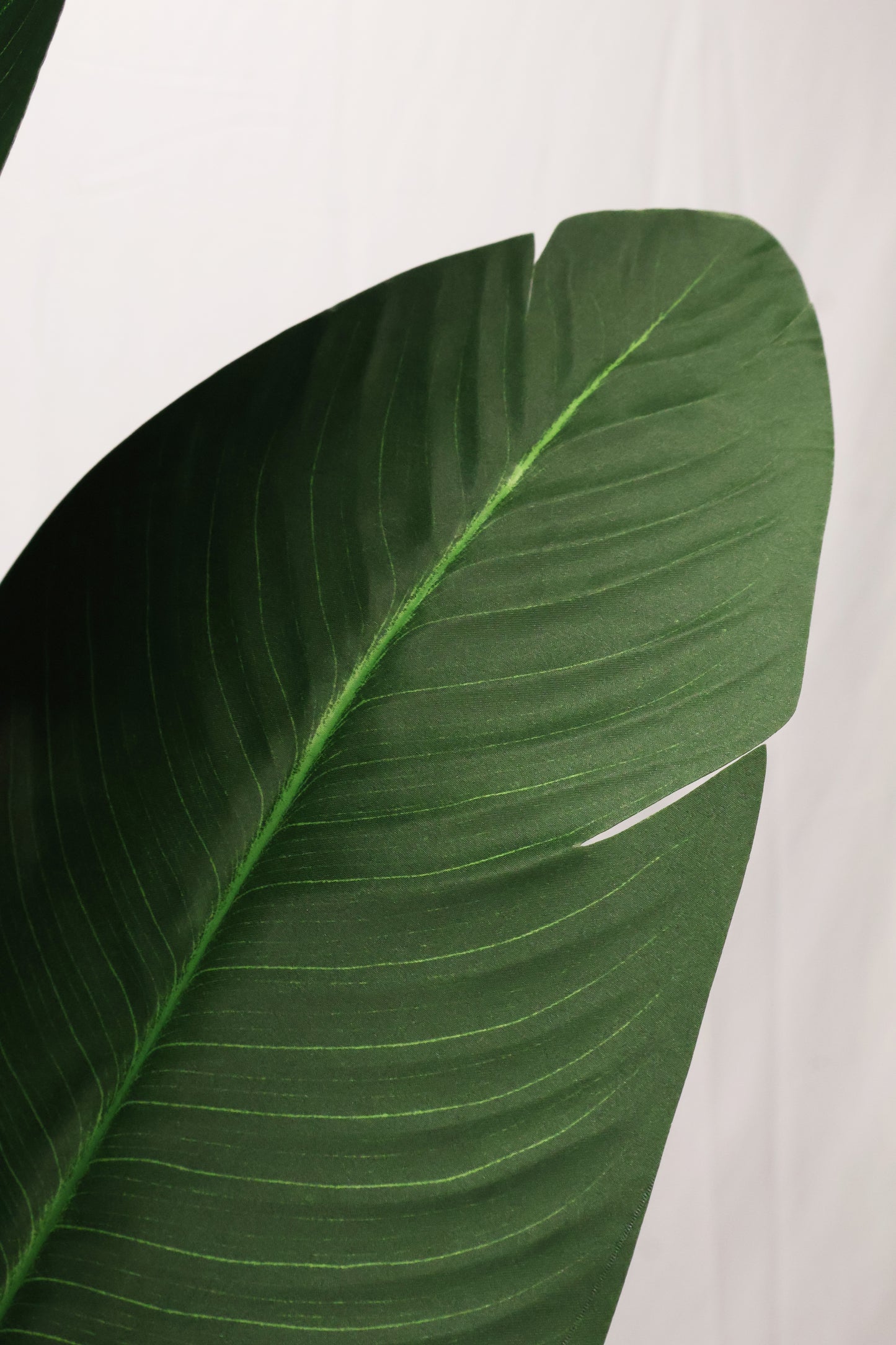 BIRD OF PARADISE (STRELITZIA) — 82.7" (210 cm)
