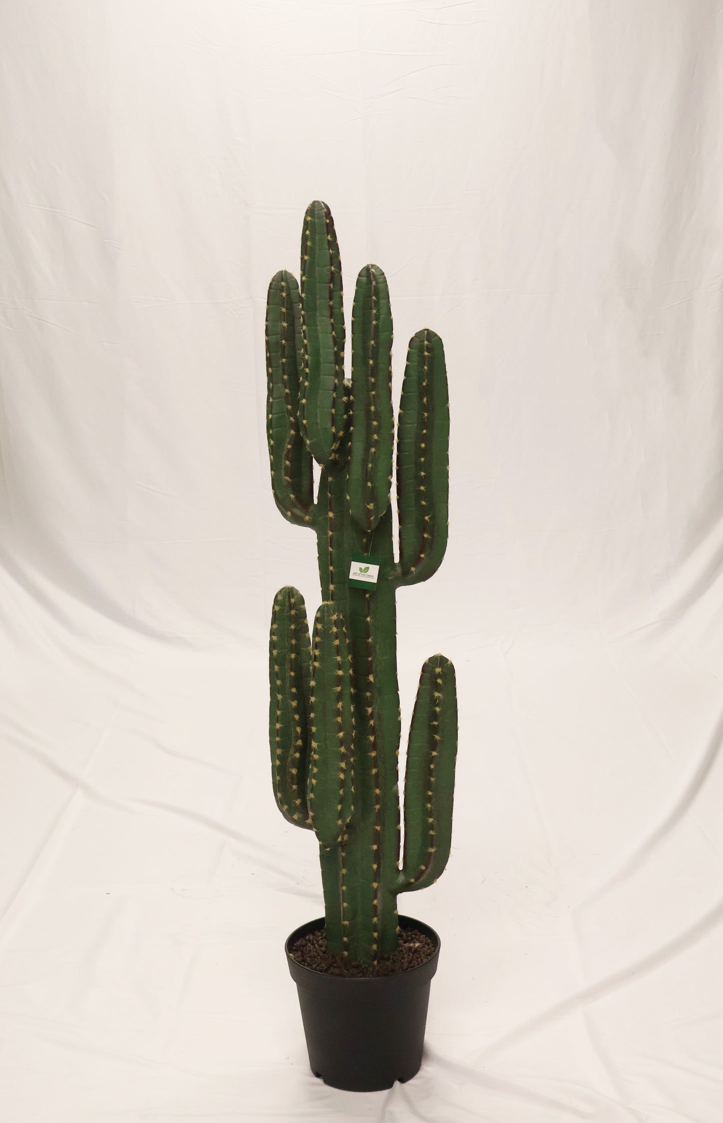CEREUS CACTUS — 53.1" (135 cm)