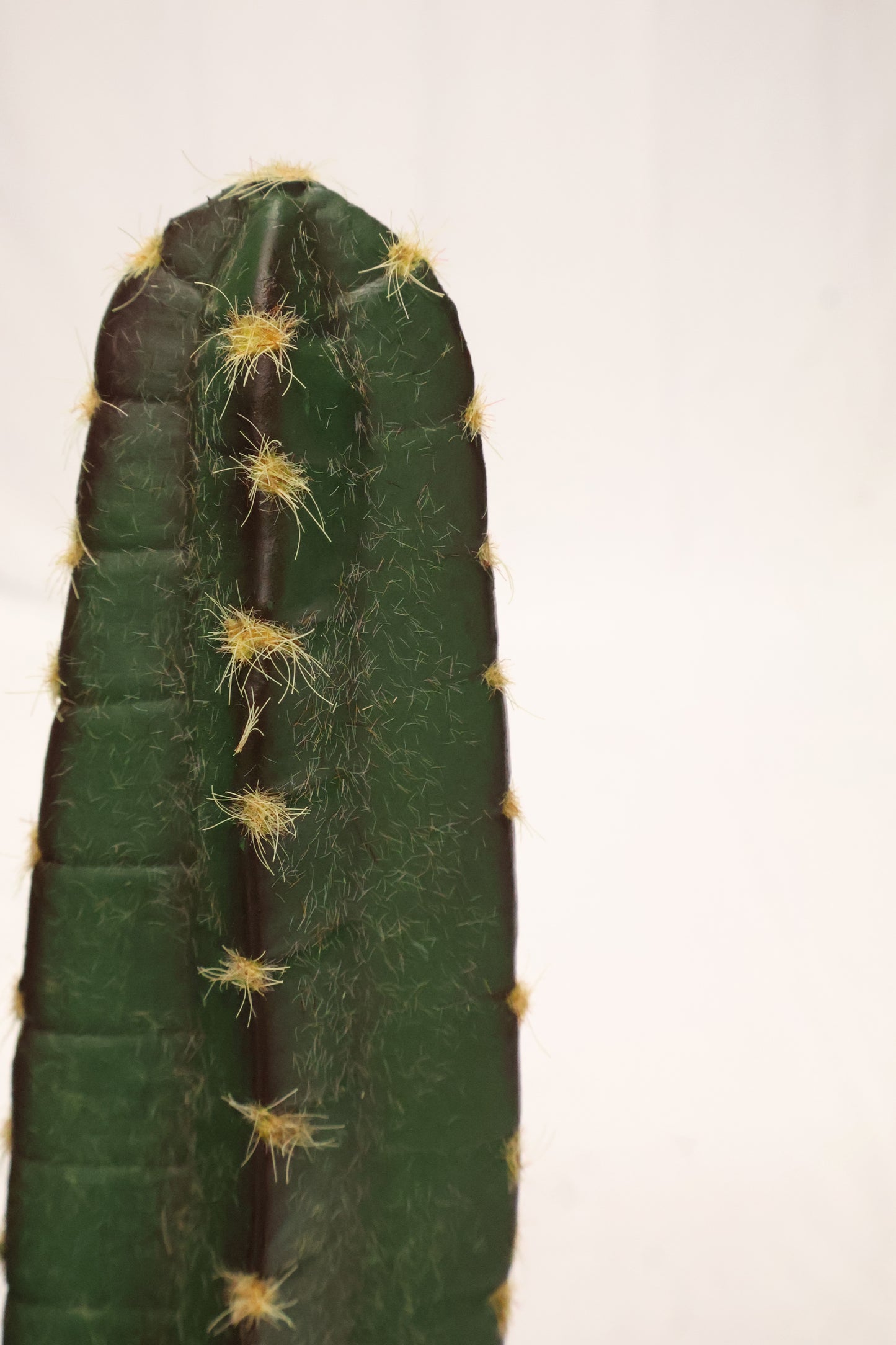 CEREUS CACTUS — 53.1" (135 cm)