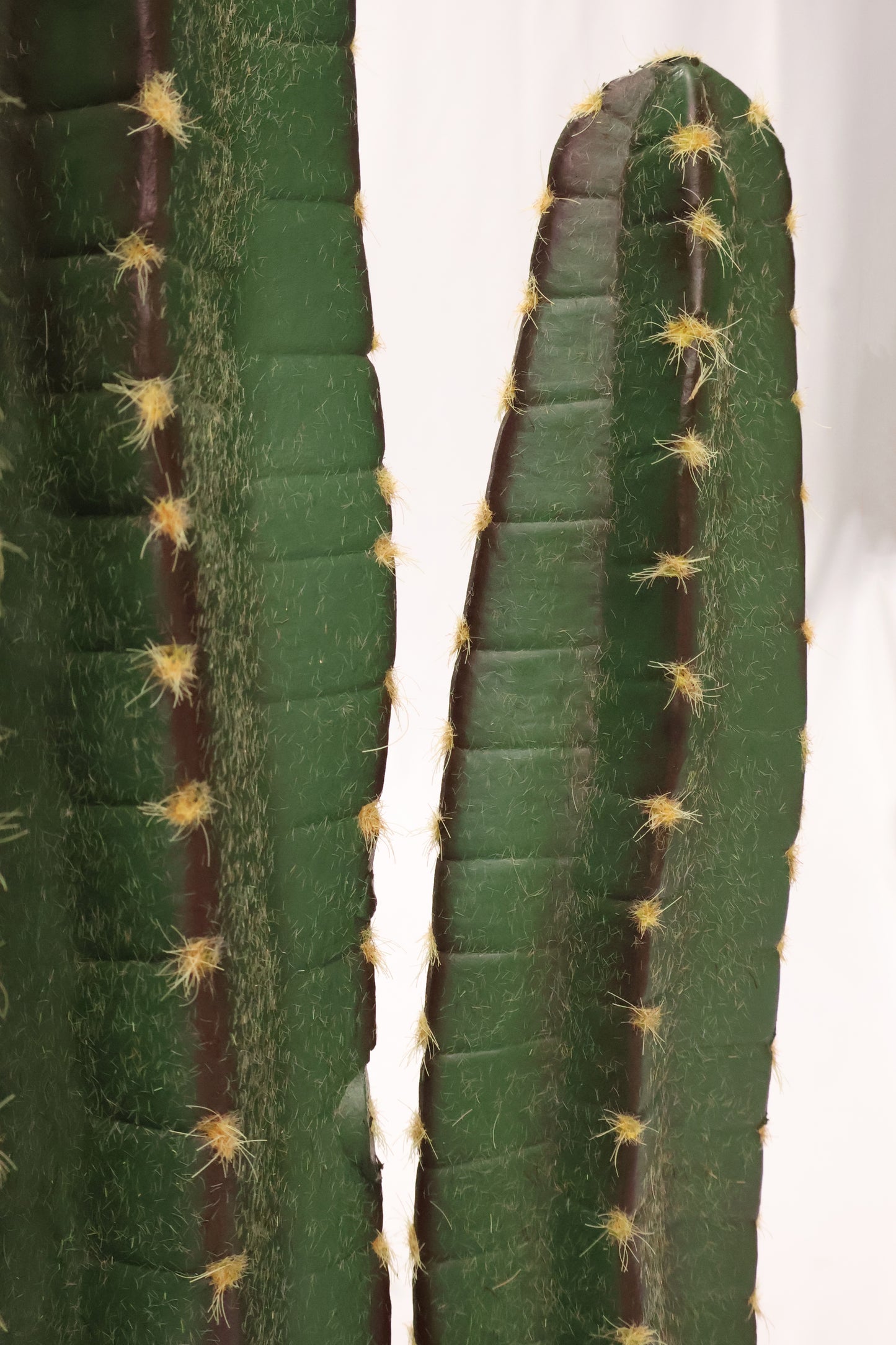 CEREUS CACTUS — 53.1" (135 cm)