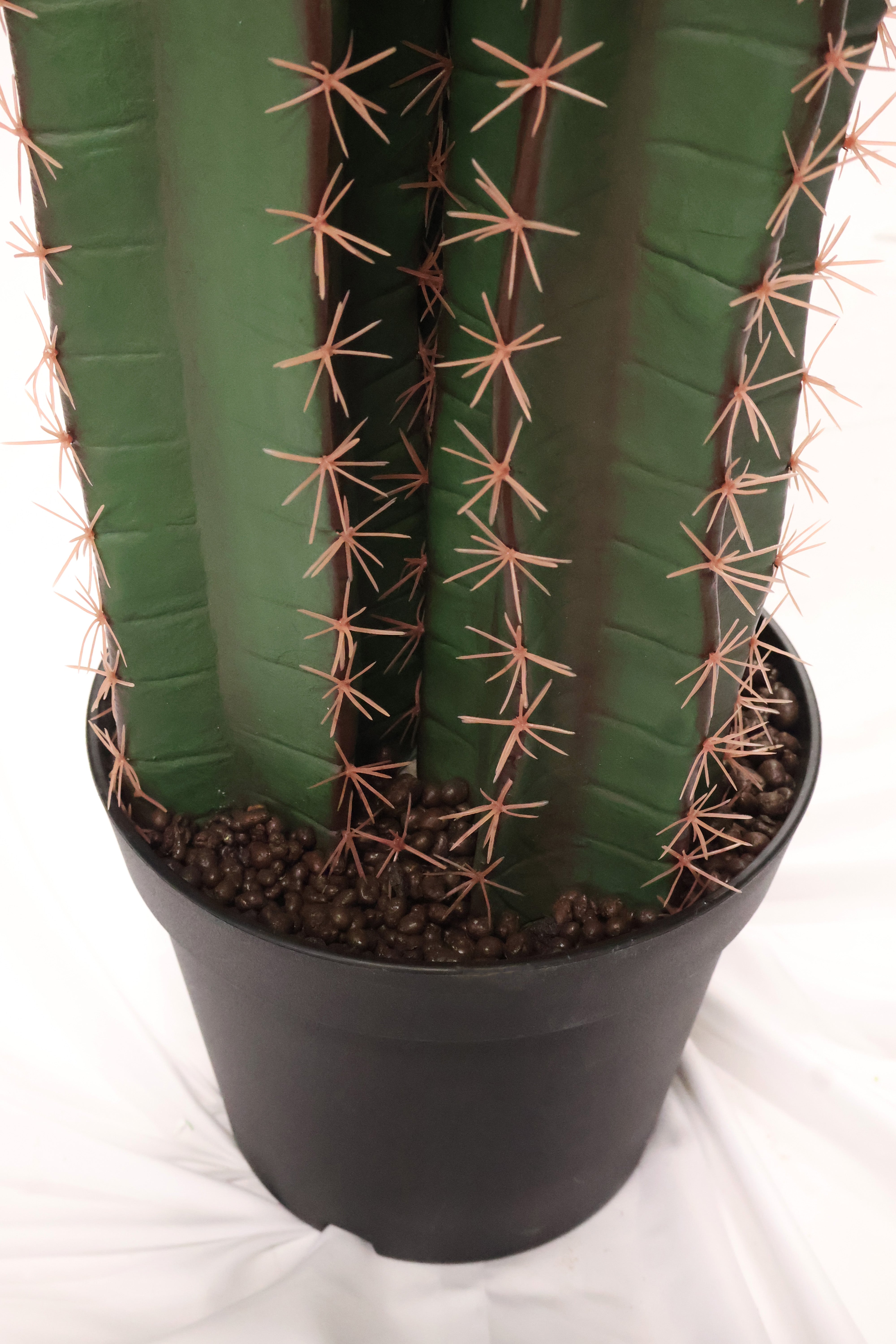 CEREUS CACTUS — 76.8