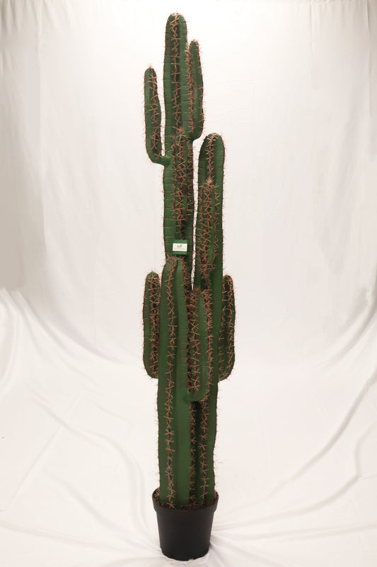 CEREUS CACTUS — 76.8" × 15.7" (195 × 40 cm)
