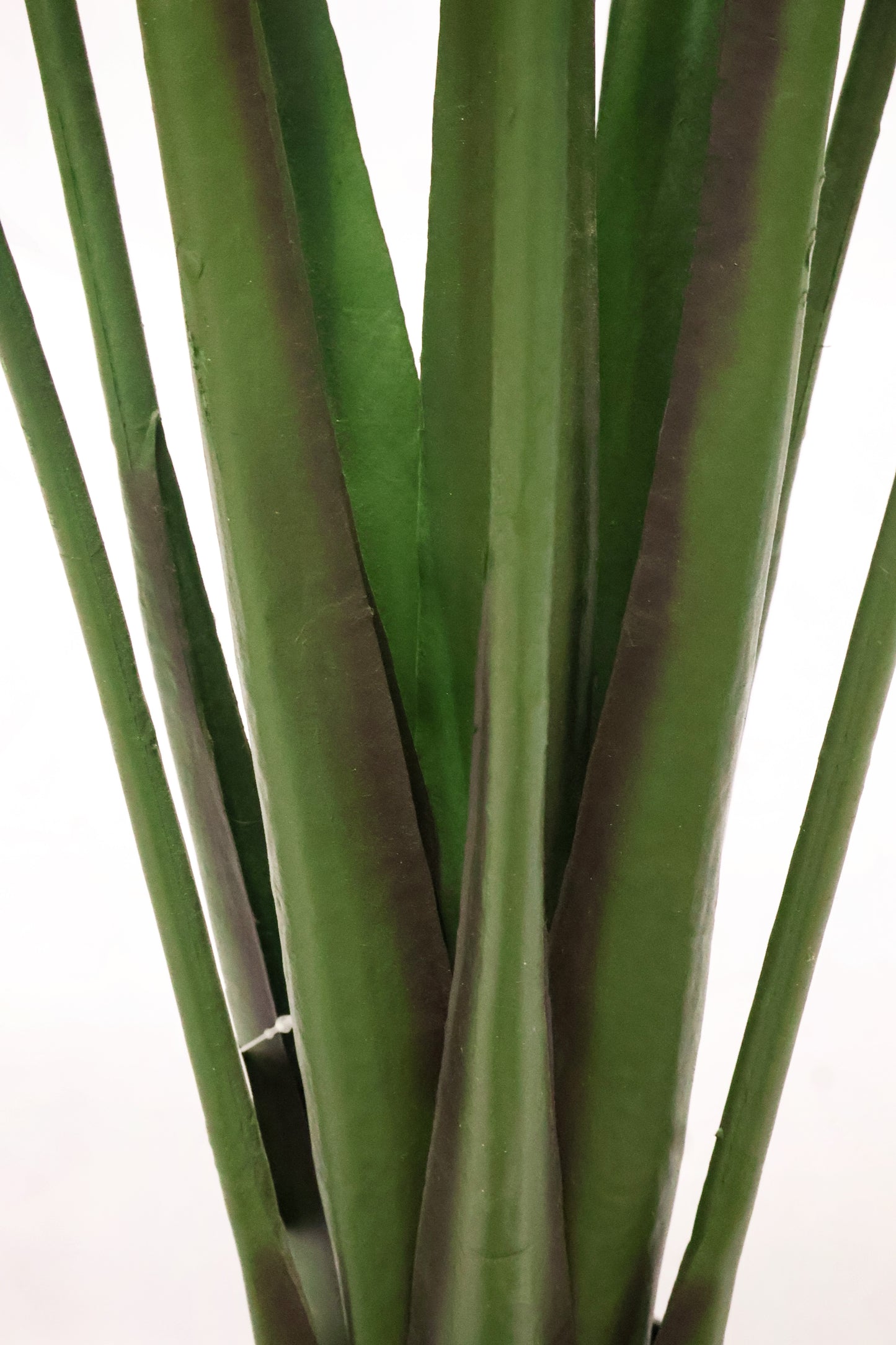 BIRD OF PARADISE (STRELITZIA) — 63" (160 cm)