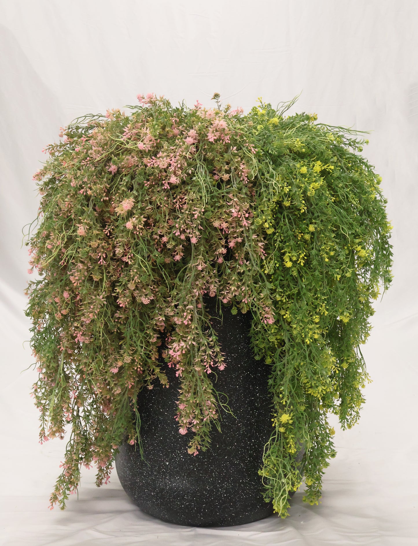 WAXFLOWER SPRAY (CHAMELAUCIUM) — 40" (102 cm)