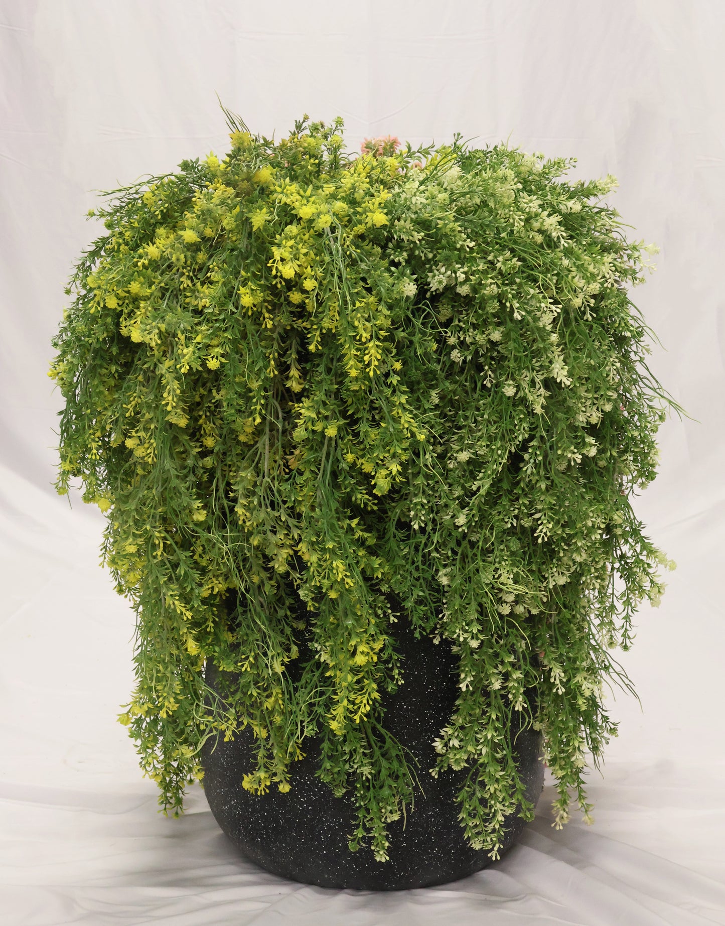 WAXFLOWER SPRAY (CHAMELAUCIUM) — 40" (102 cm)