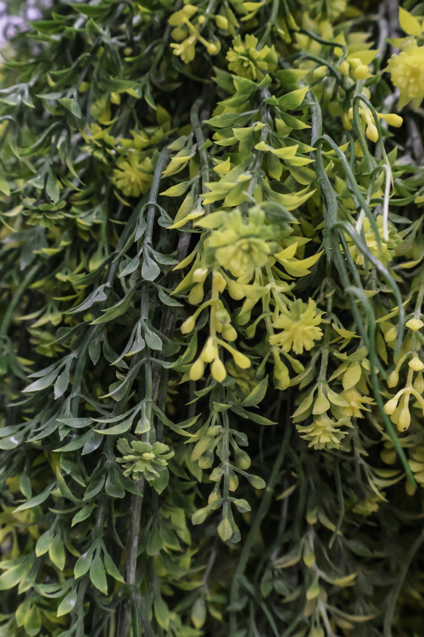 WAXFLOWER SPRAY (CHAMELAUCIUM) — 40" (102 cm)
